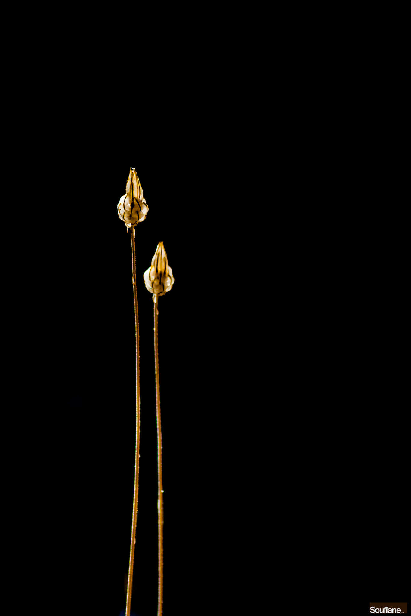 Canon EOS 50D sample photo. Golden dancers photography