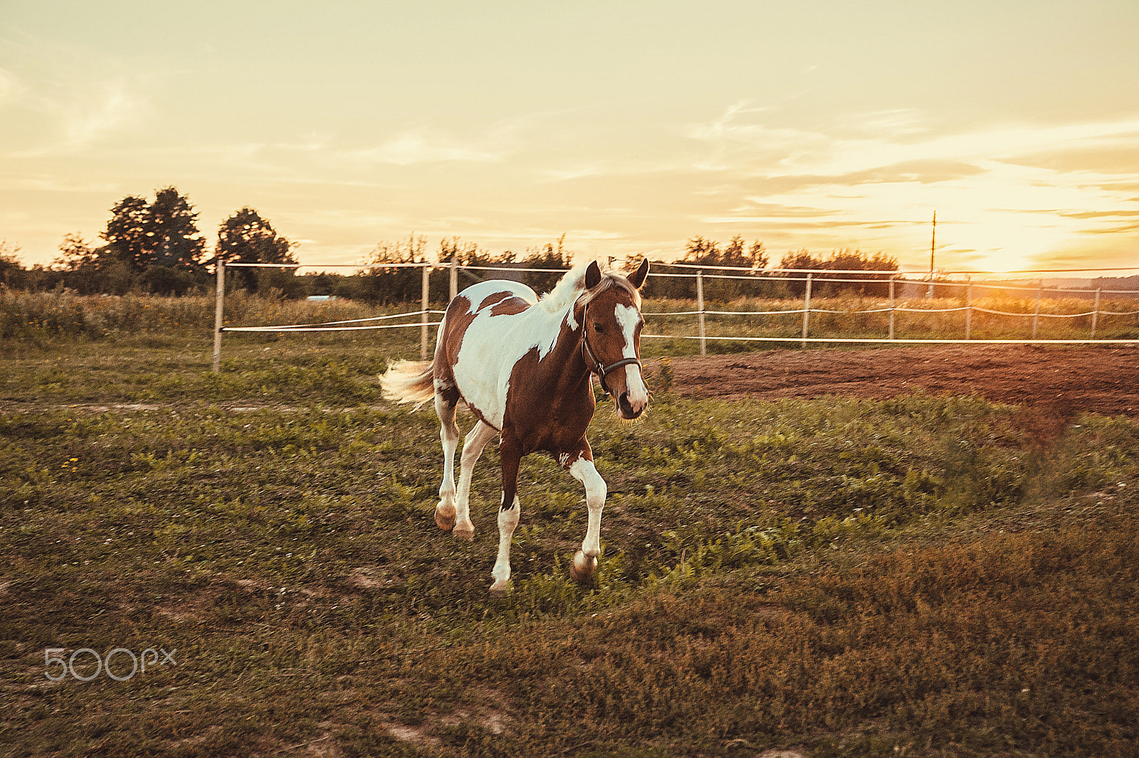 Sony a99 II + Tamron SP 24-70mm F2.8 Di VC USD sample photo. Horse photography
