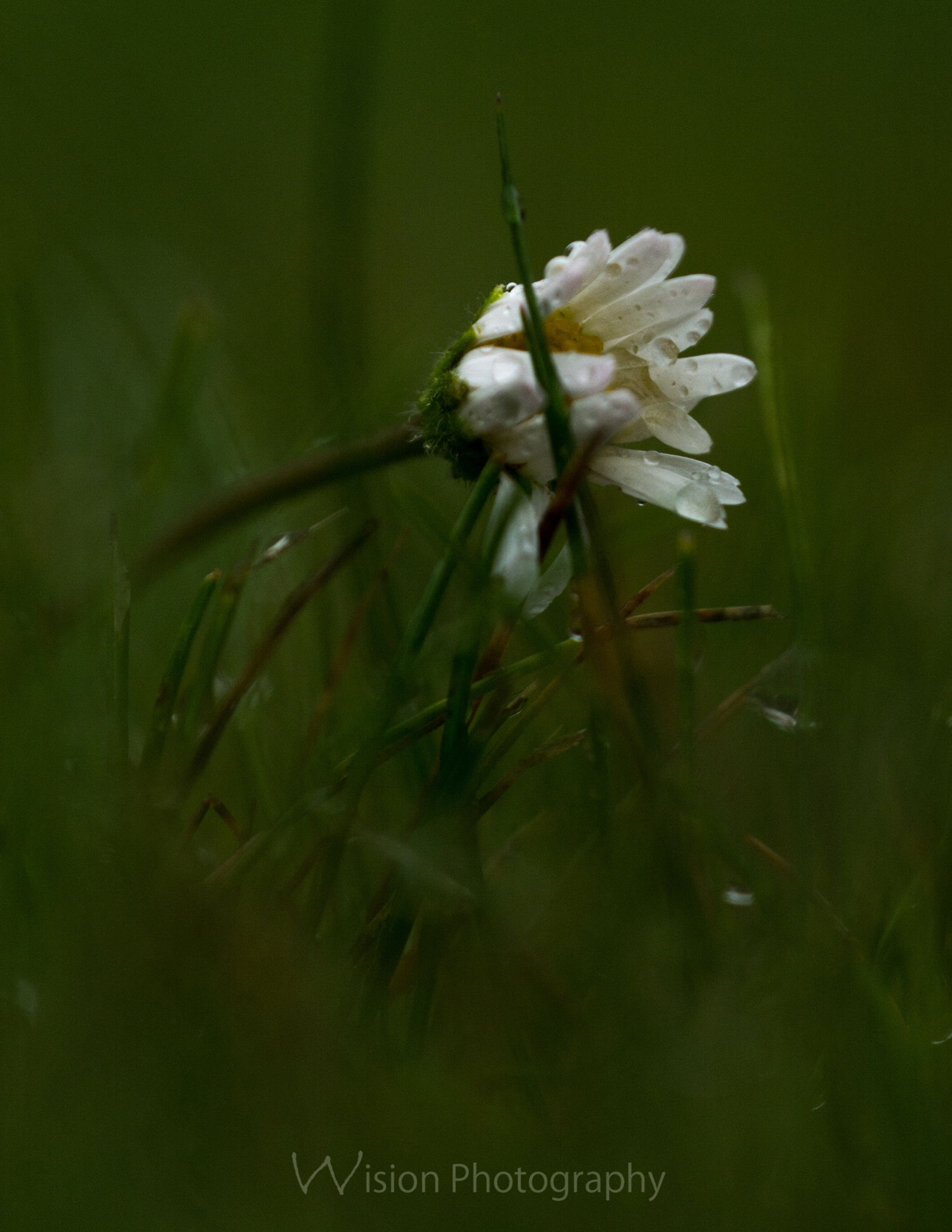 Sigma 150mm F2.8 EX DG Macro HSM sample photo. When you fall i will carry you photography