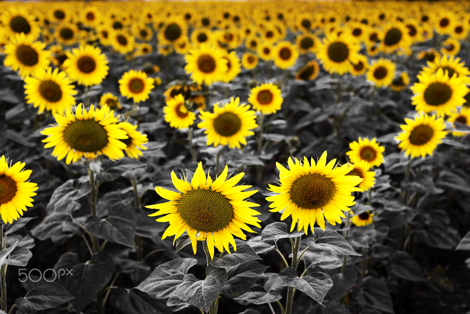 Nikon D810 + Sigma 50mm F1.4 EX DG HSM sample photo. Girasoles photography