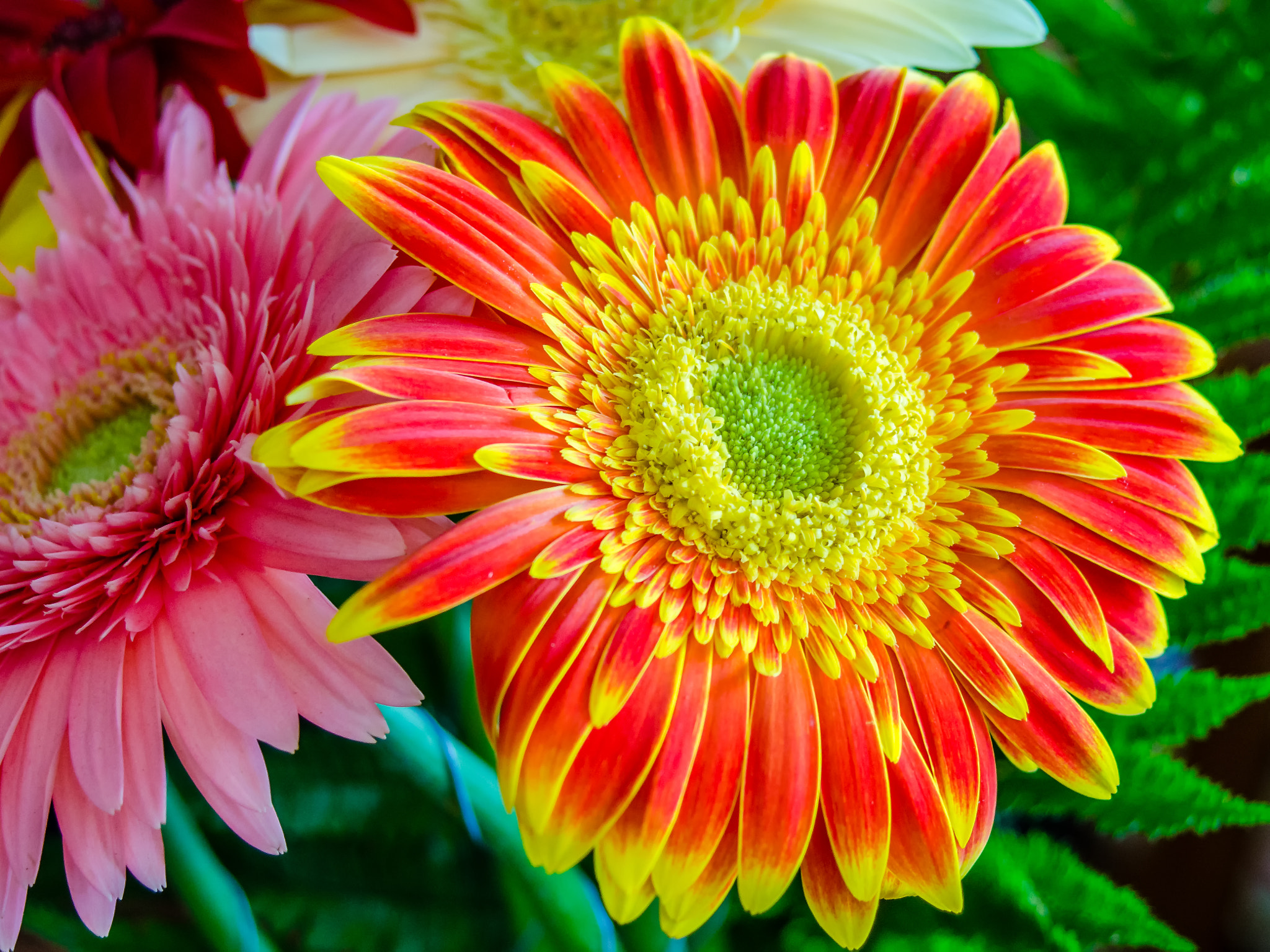 AF Zoom-Nikkor 28-70mm f/3.5-4.5D sample photo. Flower power ii photography