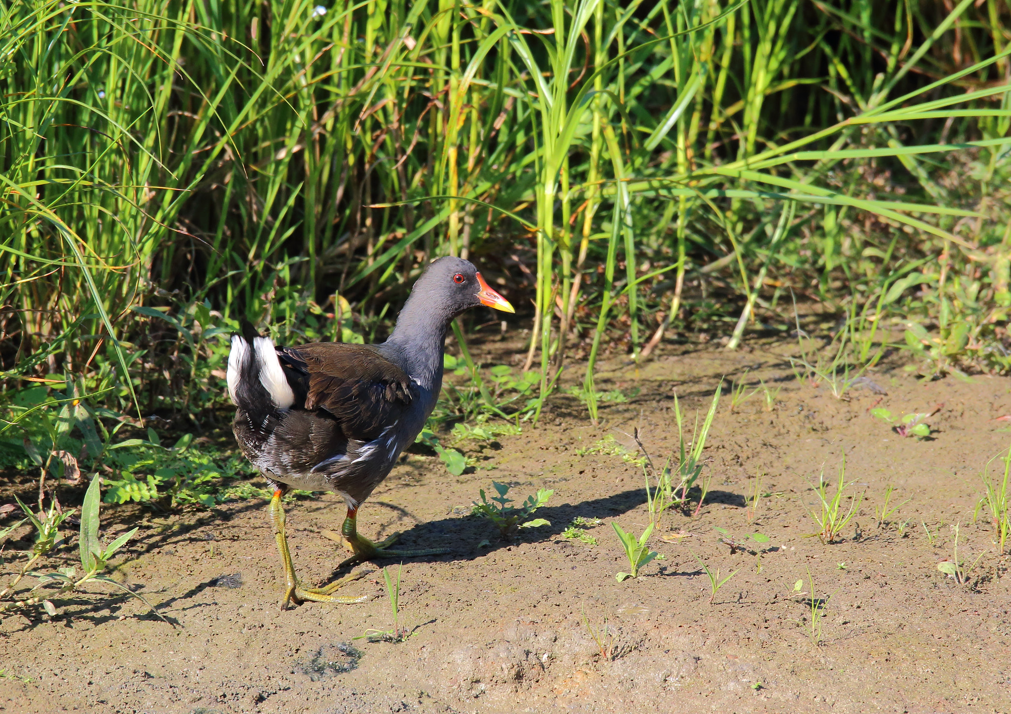 Canon EOS 70D + Sigma 150-600mm F5-6.3 DG OS HSM | S sample photo. Waterhoen photography