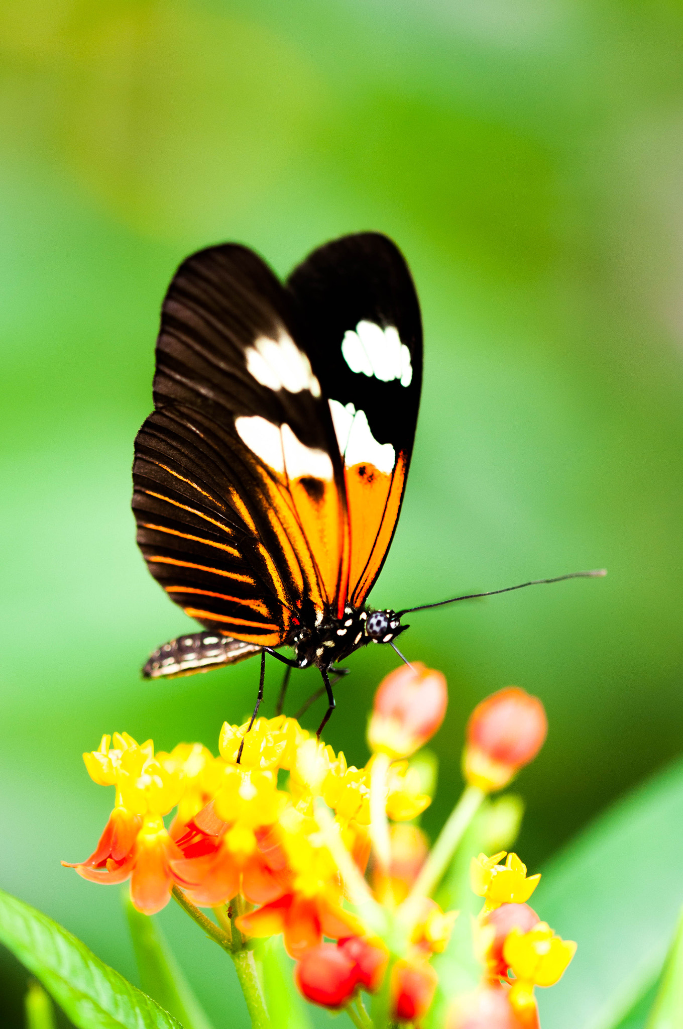 Sigma 105mm F2.8 EX DG OS HSM sample photo. Laparus doris (male) () photography