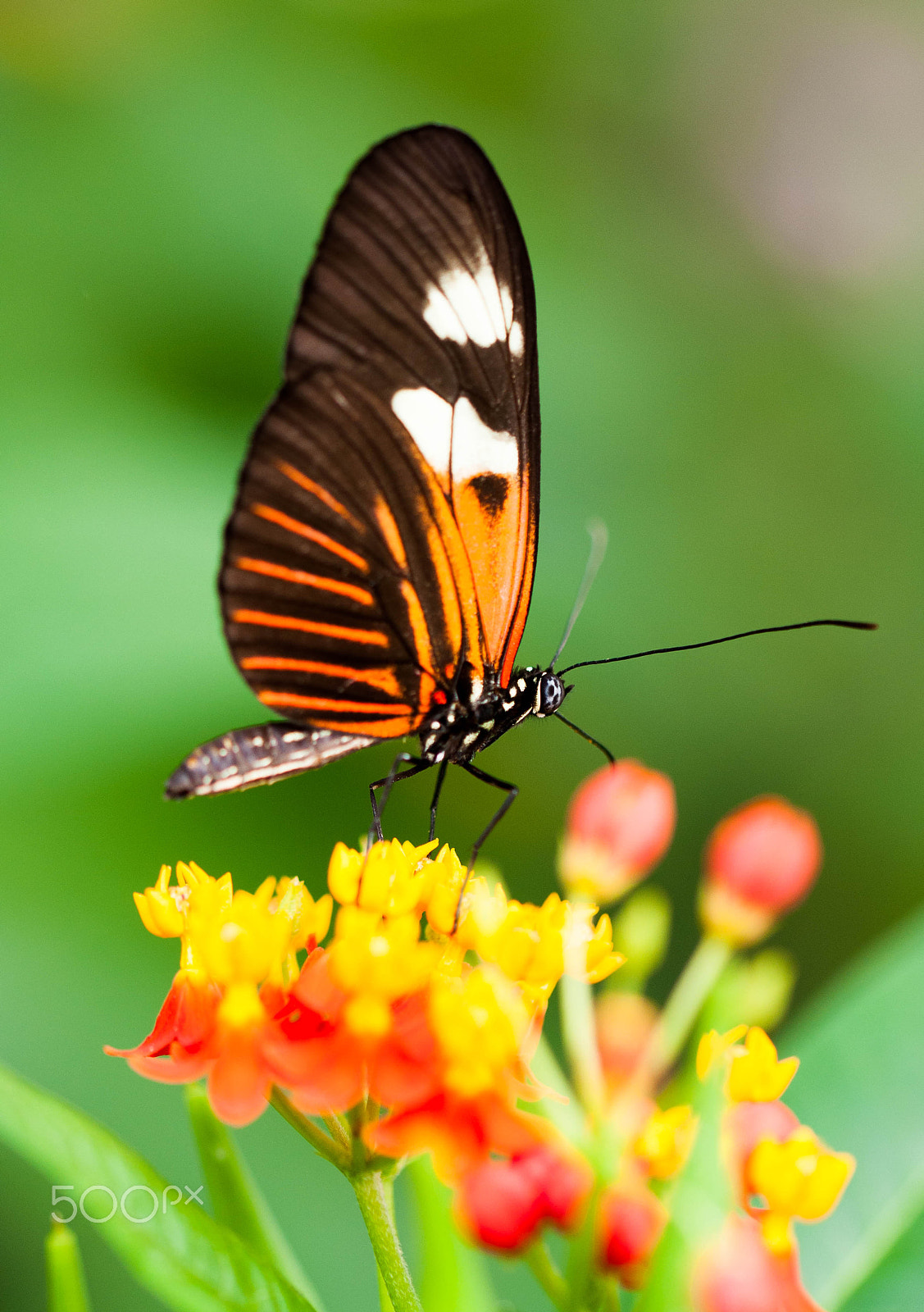 Sigma 105mm F2.8 EX DG OS HSM sample photo. Laparus doris (male) photography