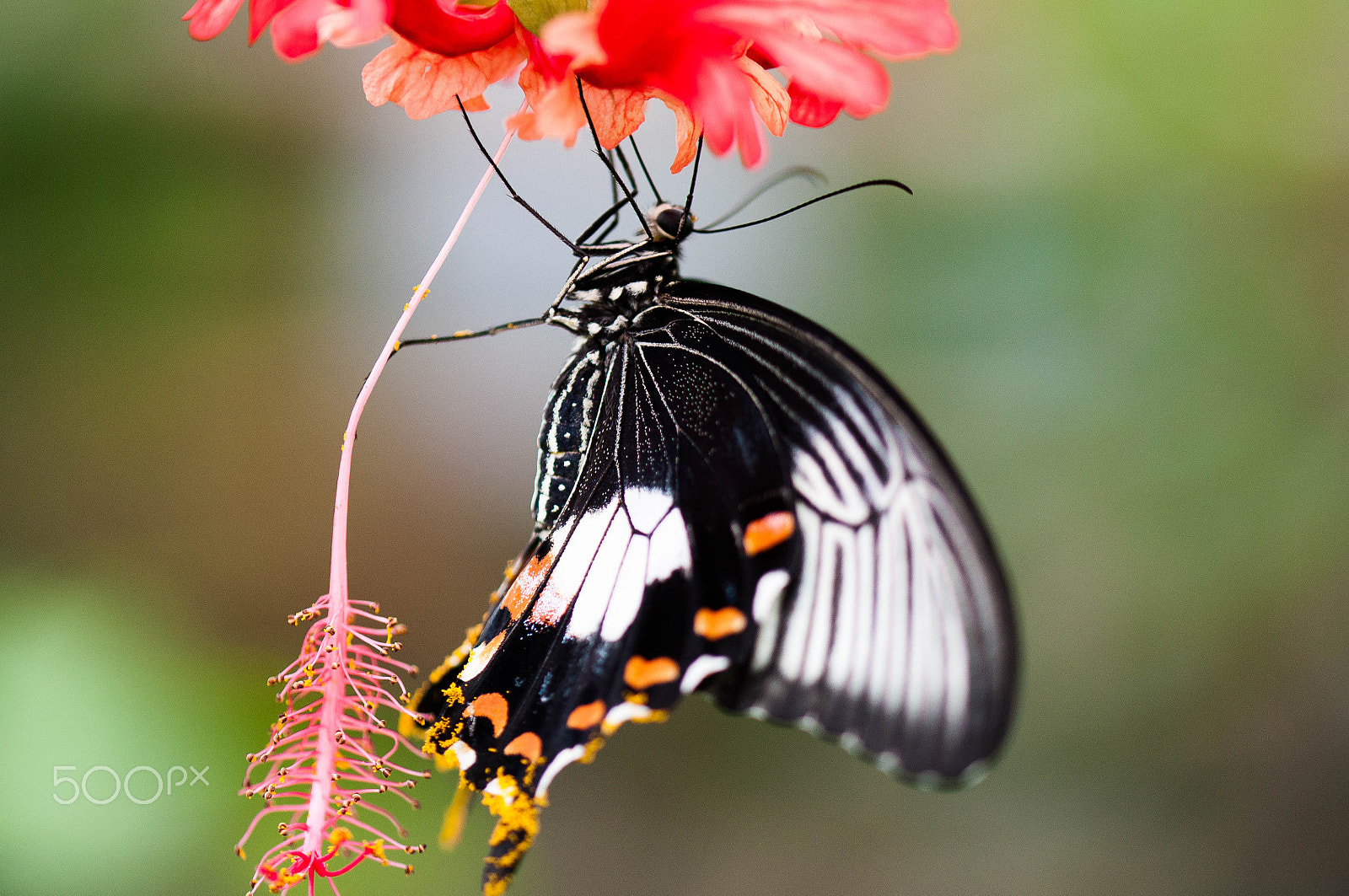 Sigma 105mm F2.8 EX DG OS HSM sample photo. Common lime butterfly (papilio demoleus) photography