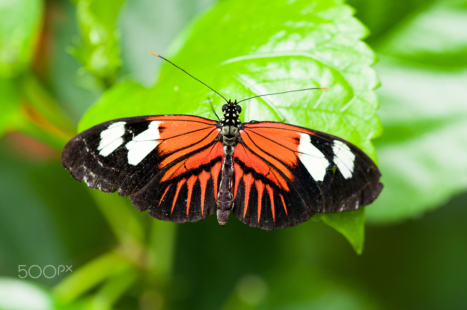 Sigma 105mm F2.8 EX DG OS HSM sample photo. The doris butterfly - heliconius doris photography