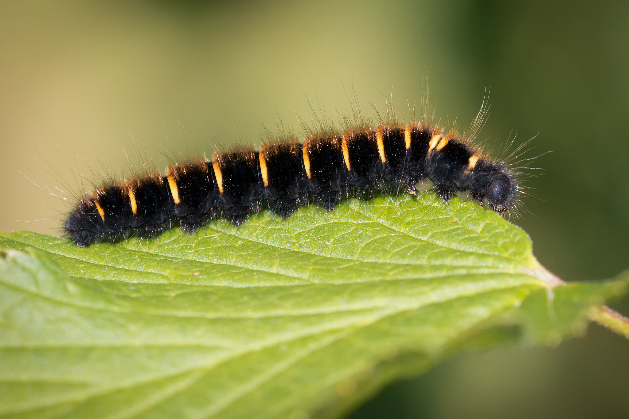 Sigma 150mm F2.8 EX DG OS Macro HSM sample photo. Fox moth larvae photography