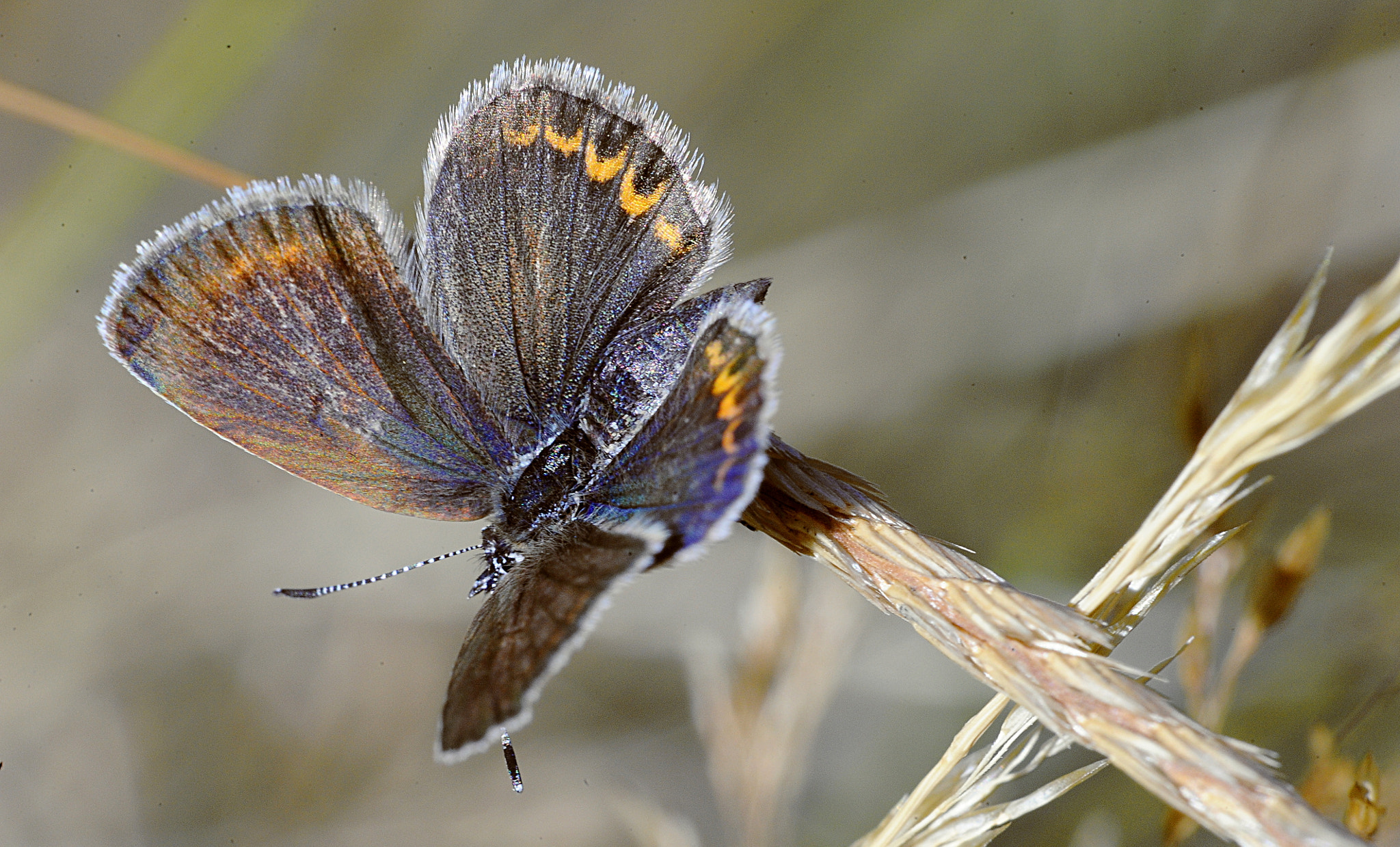 Nikon D700 + Manual Lens No CPU sample photo. Blu butterfly photography