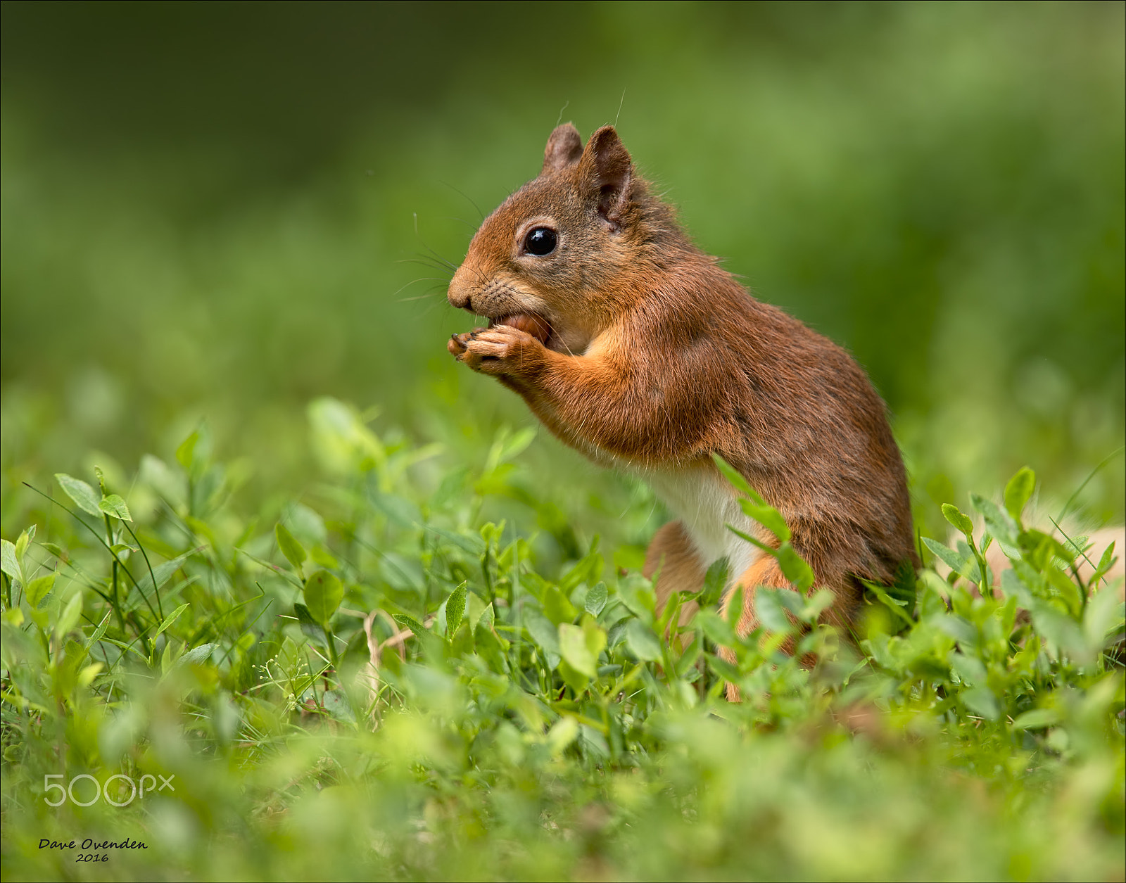 Canon EF 300mm F2.8L IS II USM sample photo. Red squirrel photography
