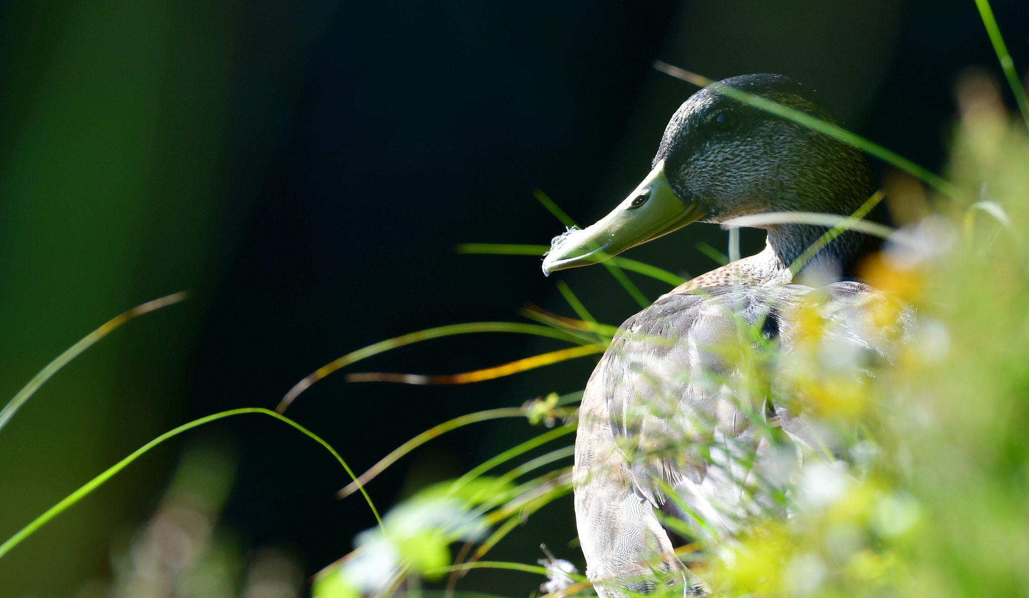 Nikon D500 sample photo. Canard photography