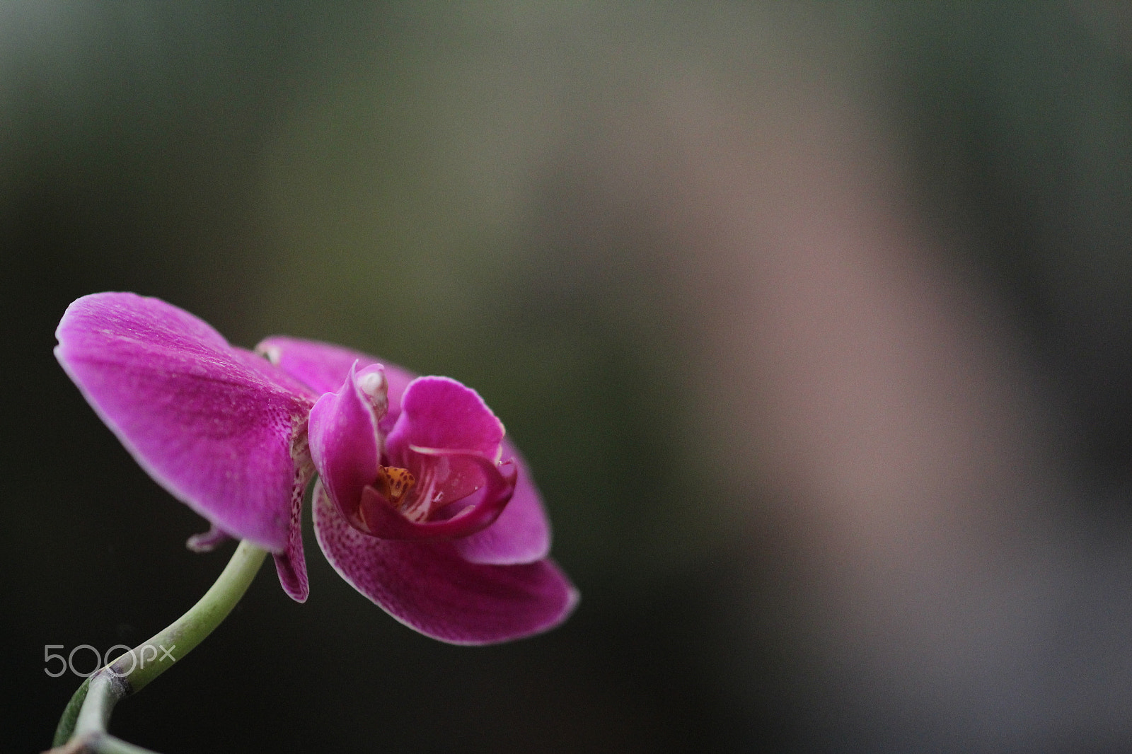Sigma 105mm F2.8 EX DG OS HSM sample photo. Purple flower photography