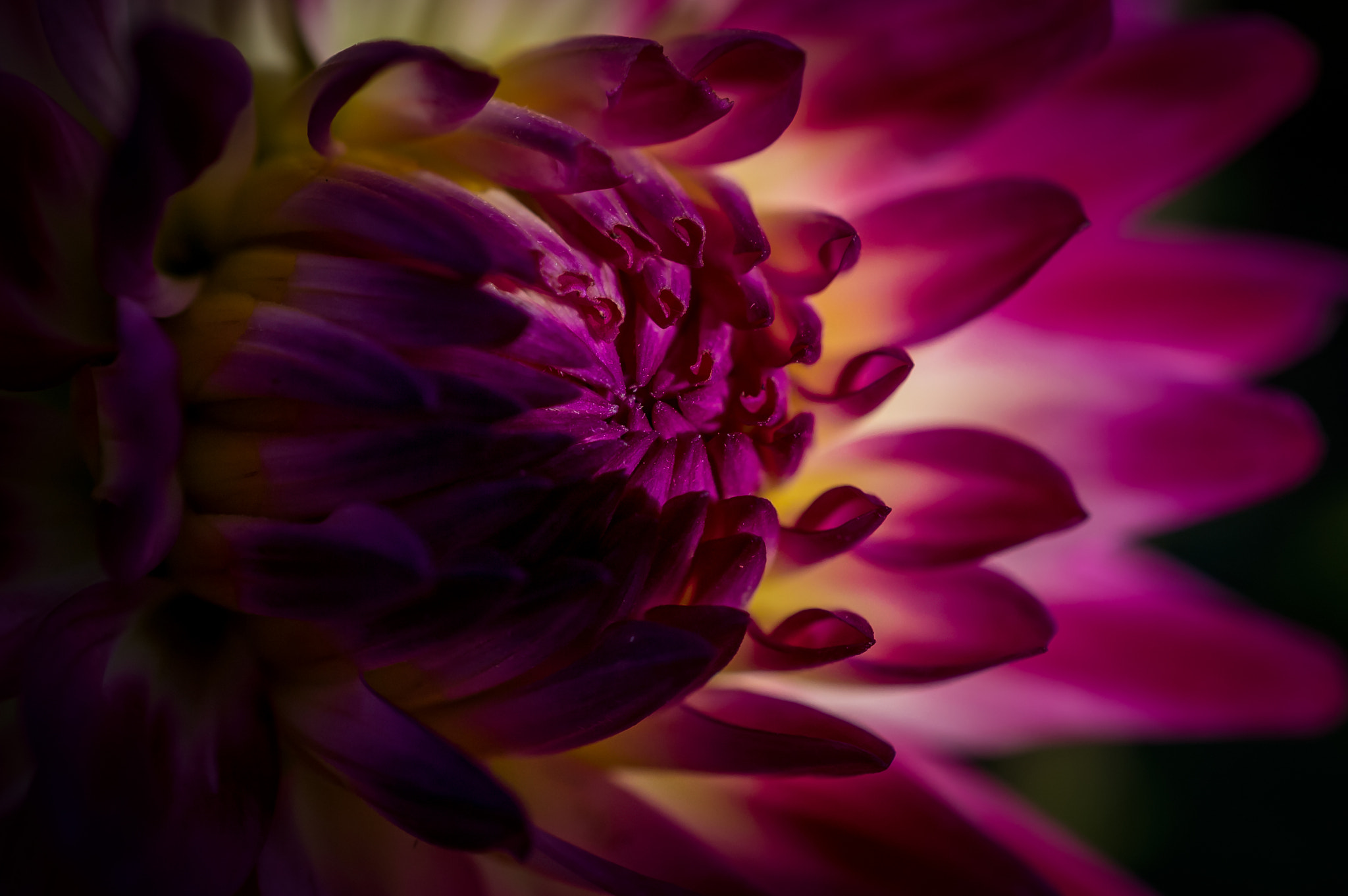 Nikon AF-S DX Micro Nikkor 40mm F2.8 sample photo. Glowing dahlia photography
