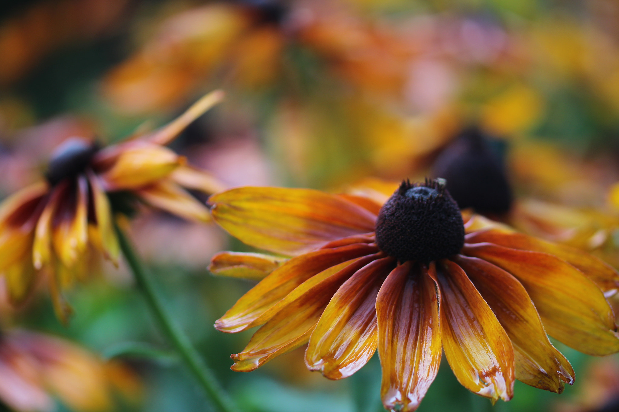 Sigma 105mm F2.8 EX DG OS HSM sample photo. Two exotic flowers photography