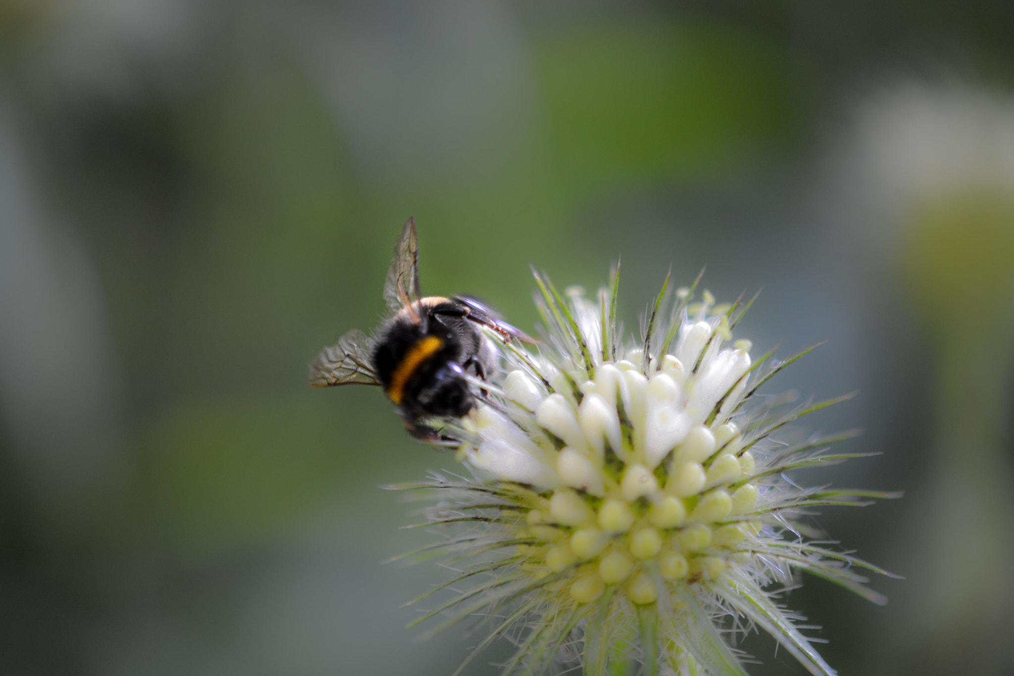 Nikon AF-S DX Micro-Nikkor 85mm F3.5G ED VR sample photo. Bumblebee photography