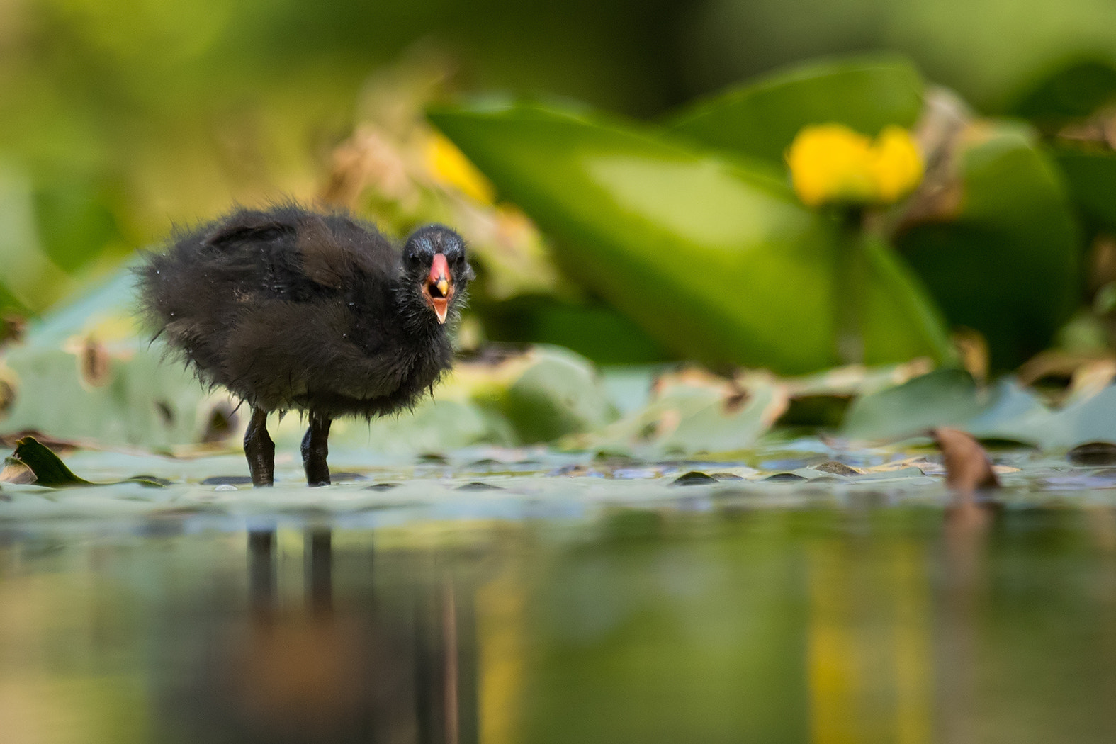 Canon EF 100-400mm F4.5-5.6L IS USM sample photo. Common moorhen photography
