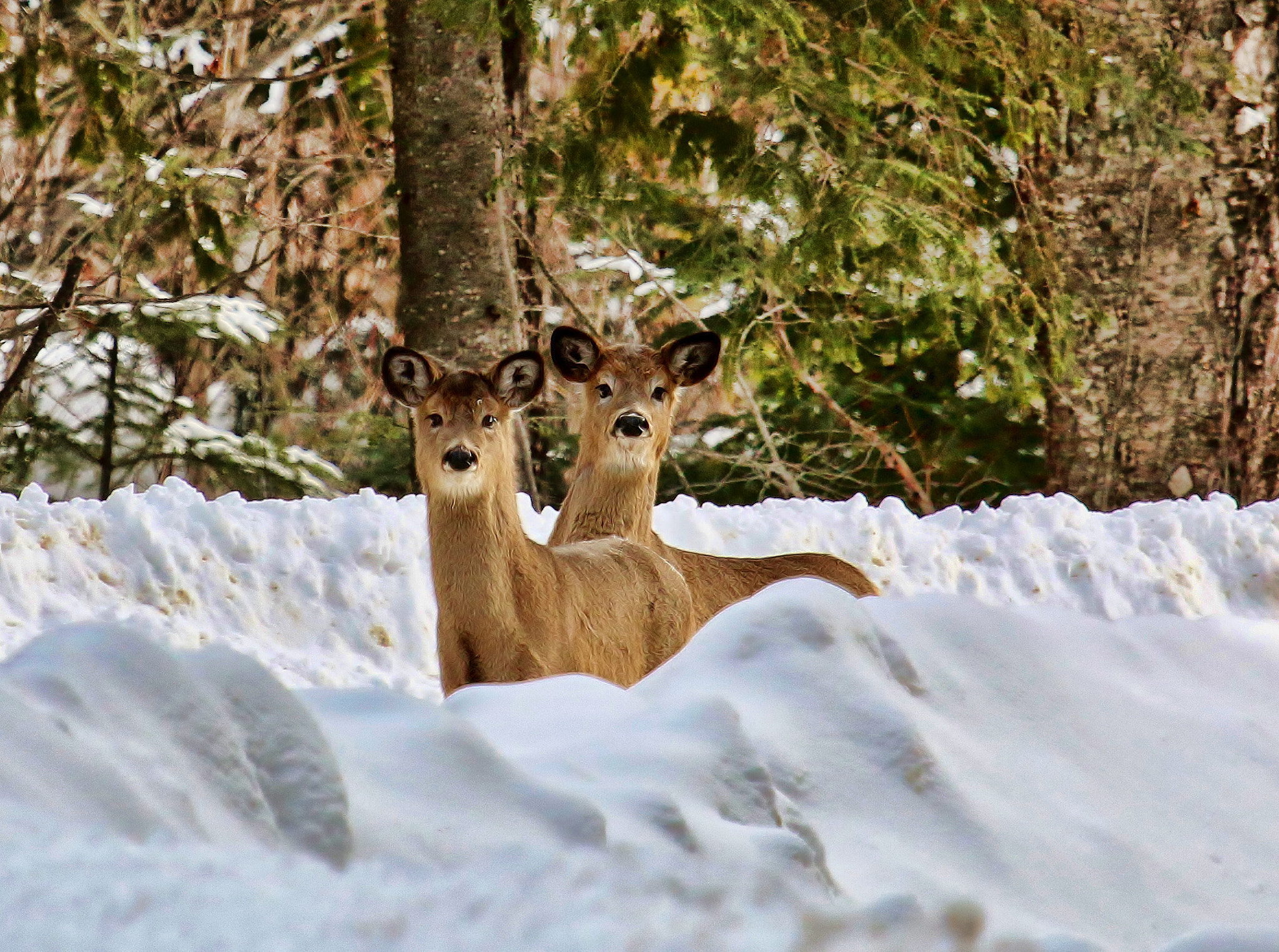 Canon EOS 70D + Canon EF 100-400mm F4.5-5.6L IS USM sample photo. Deer photography