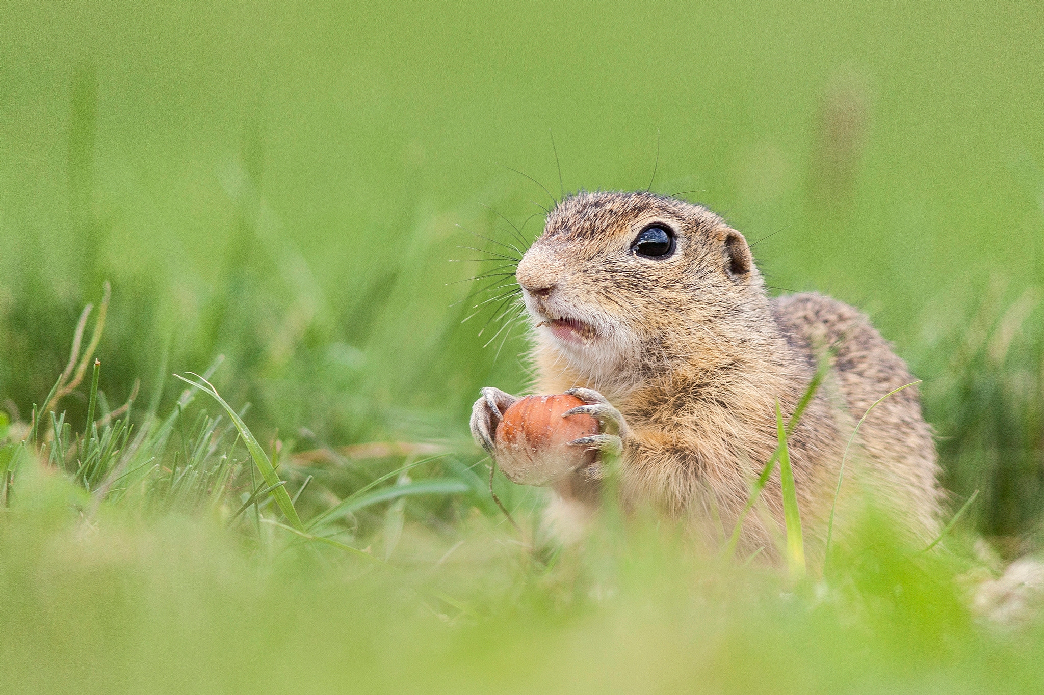 Canon EOS 50D + Canon EF 300mm F4L IS USM sample photo. Spermophilus citellus photography