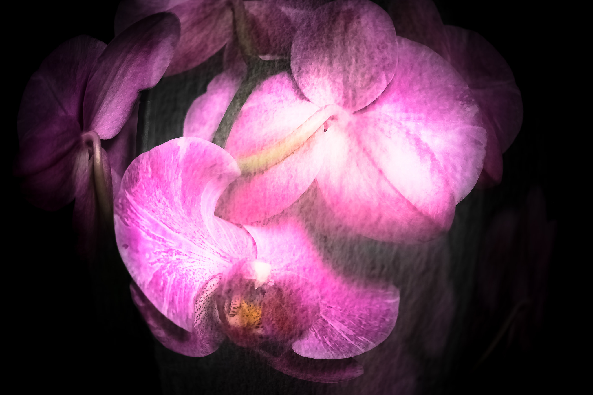 Fujifilm X-Pro1 + Fujifilm XF 60mm F2.4 R Macro sample photo. Orchidée photography