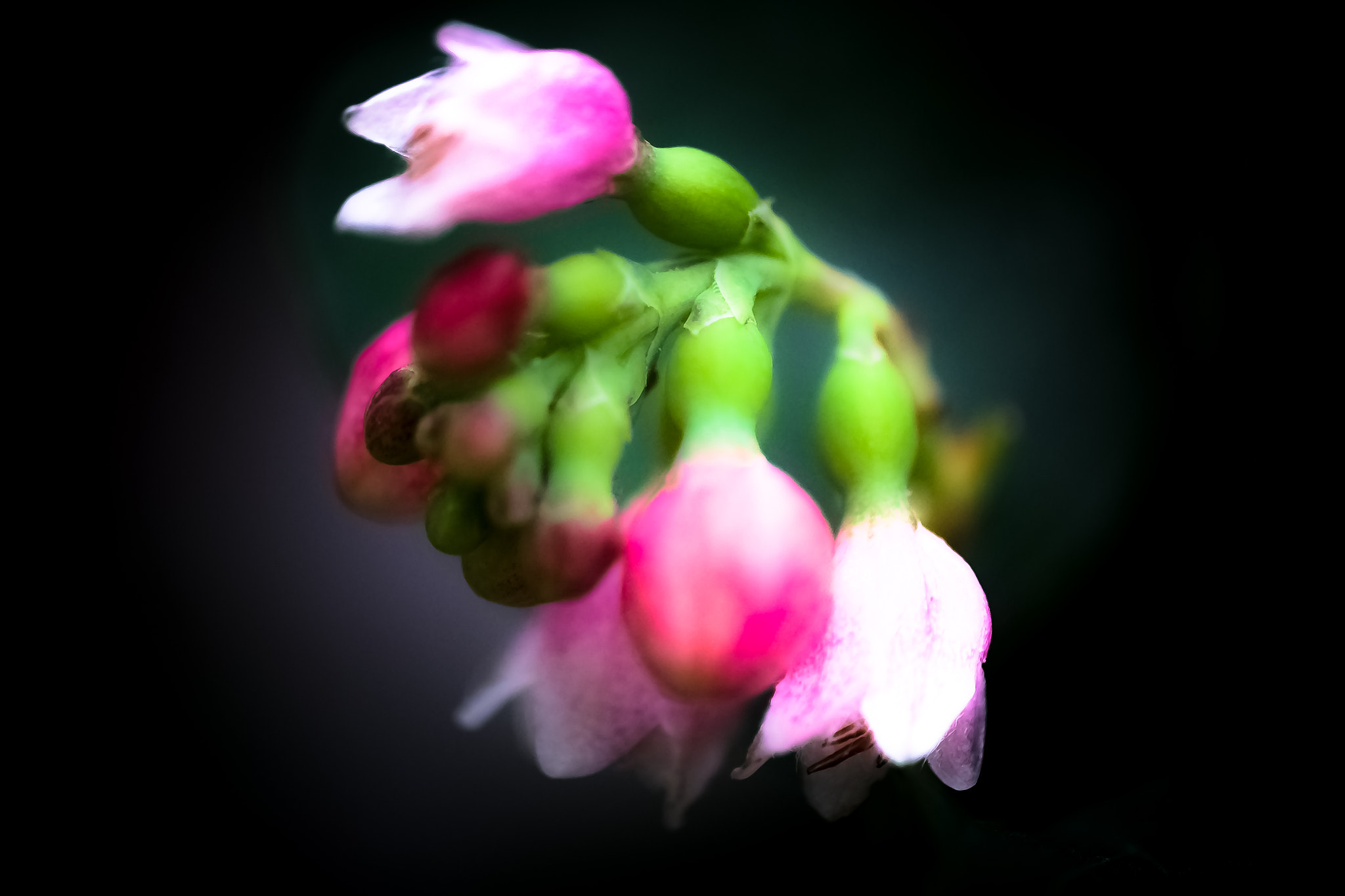 Fujifilm X-Pro1 + Fujifilm XF 60mm F2.4 R Macro sample photo. Fleurs photography