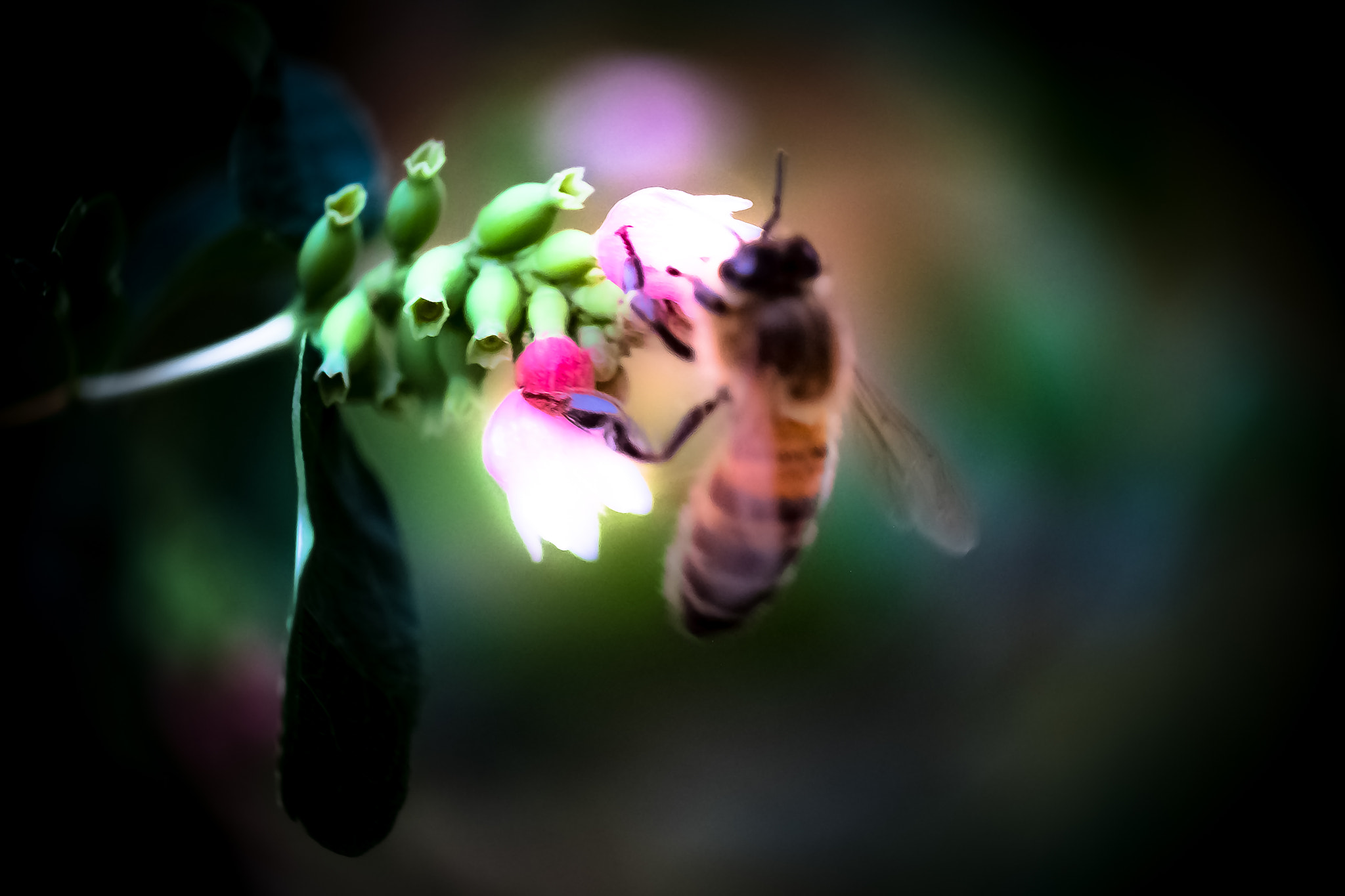 Fujifilm X-Pro1 + Fujifilm XF 60mm F2.4 R Macro sample photo. Jardin photography