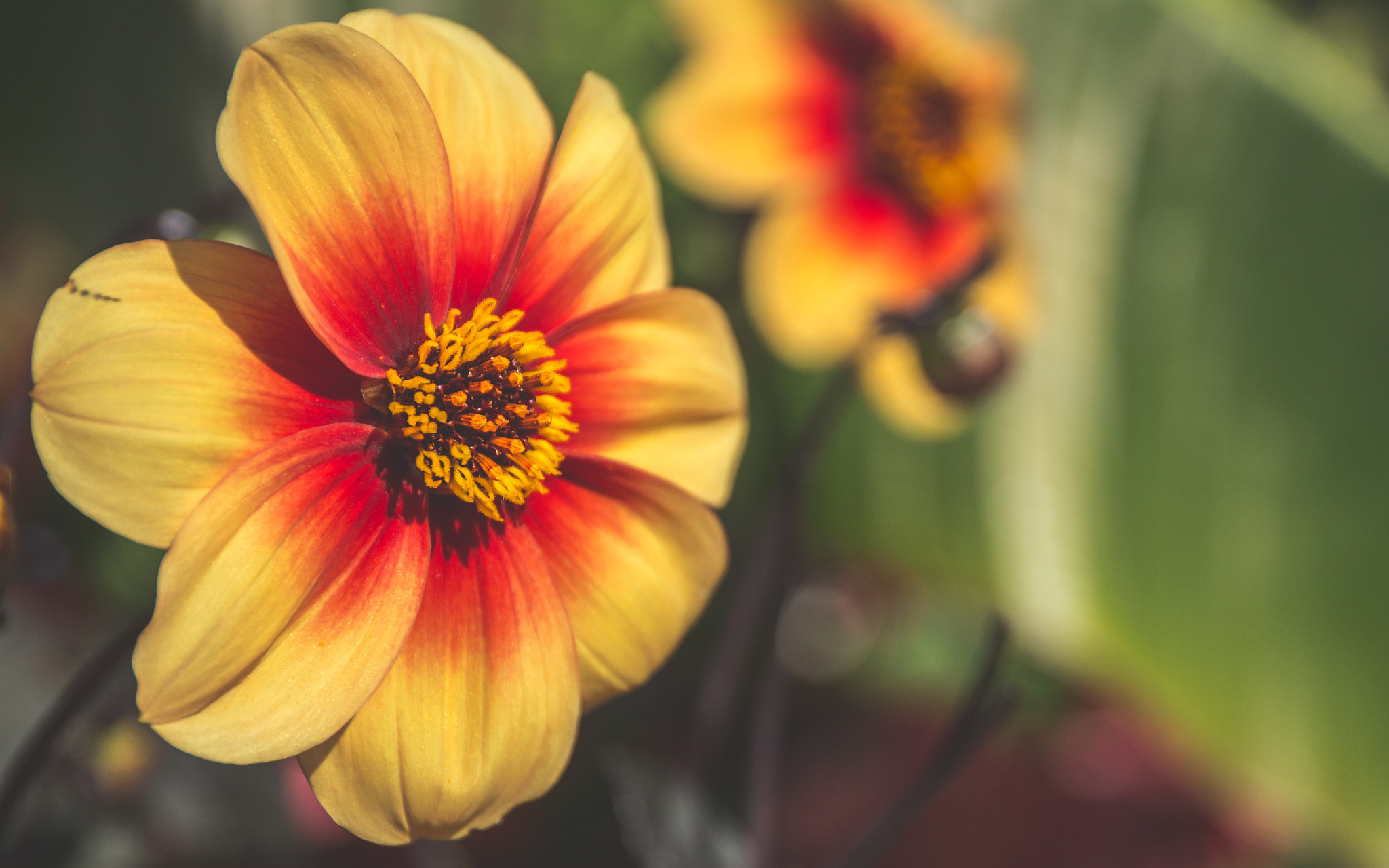 Canon EF 24-70mm F4L IS USM sample photo. Blooming marvelous photography