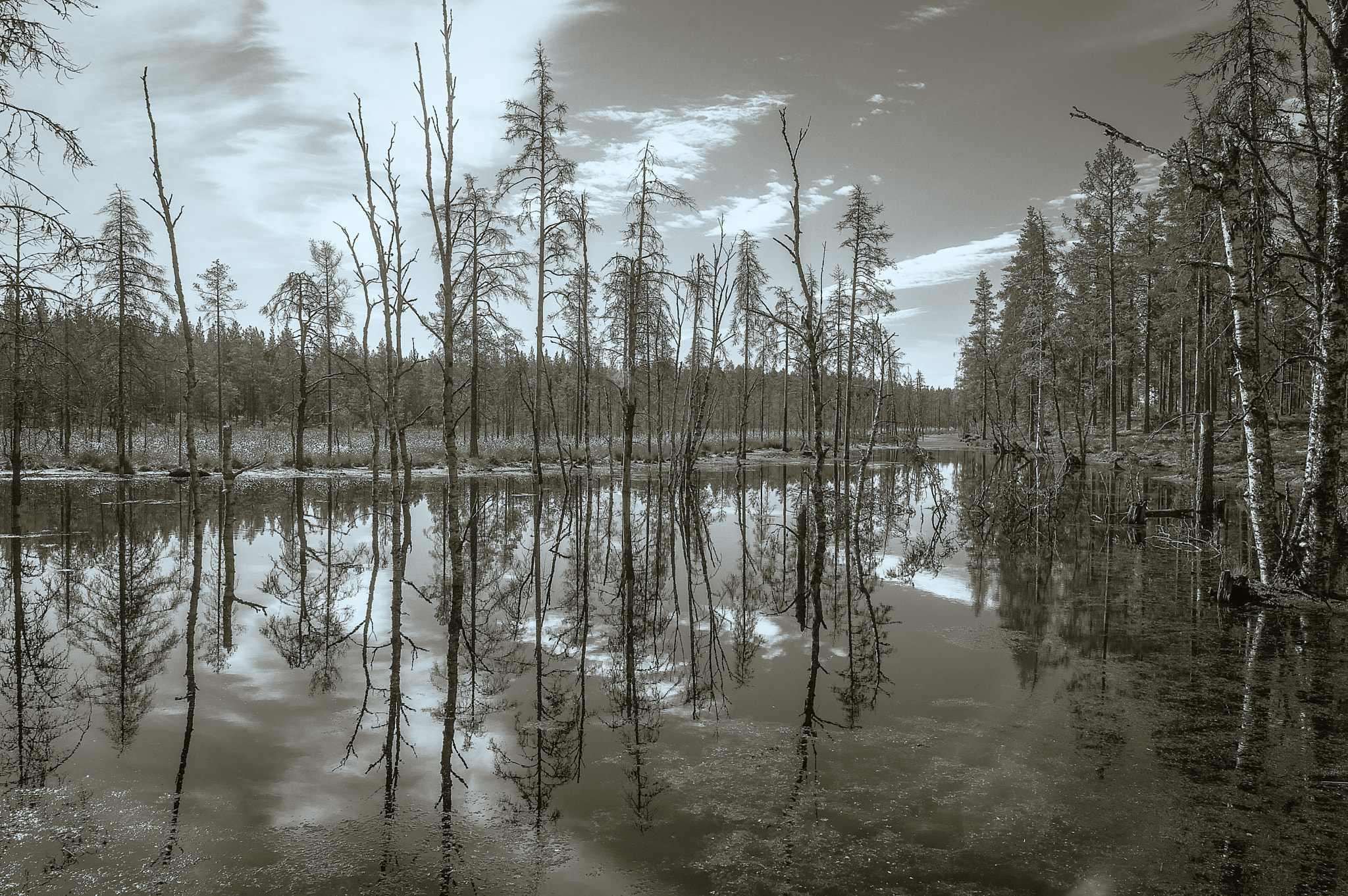 Pentax K-3 + Sigma 18-35mm F1.8 DC HSM Art sample photo. Wild allée photography