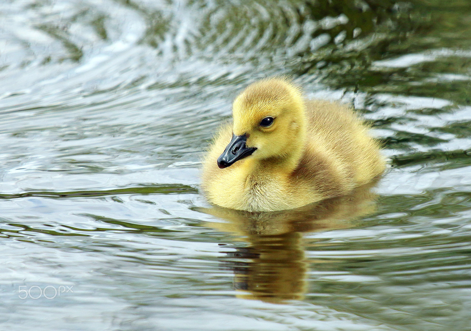 Canon EF 100-400mm F4.5-5.6L IS USM sample photo. Canadian baby goose photography