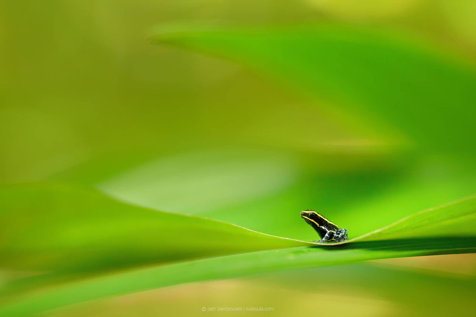 Canon EOS 5DS + Canon EF 100mm F2.8L Macro IS USM sample photo. Poison dart frog | amazon photography
