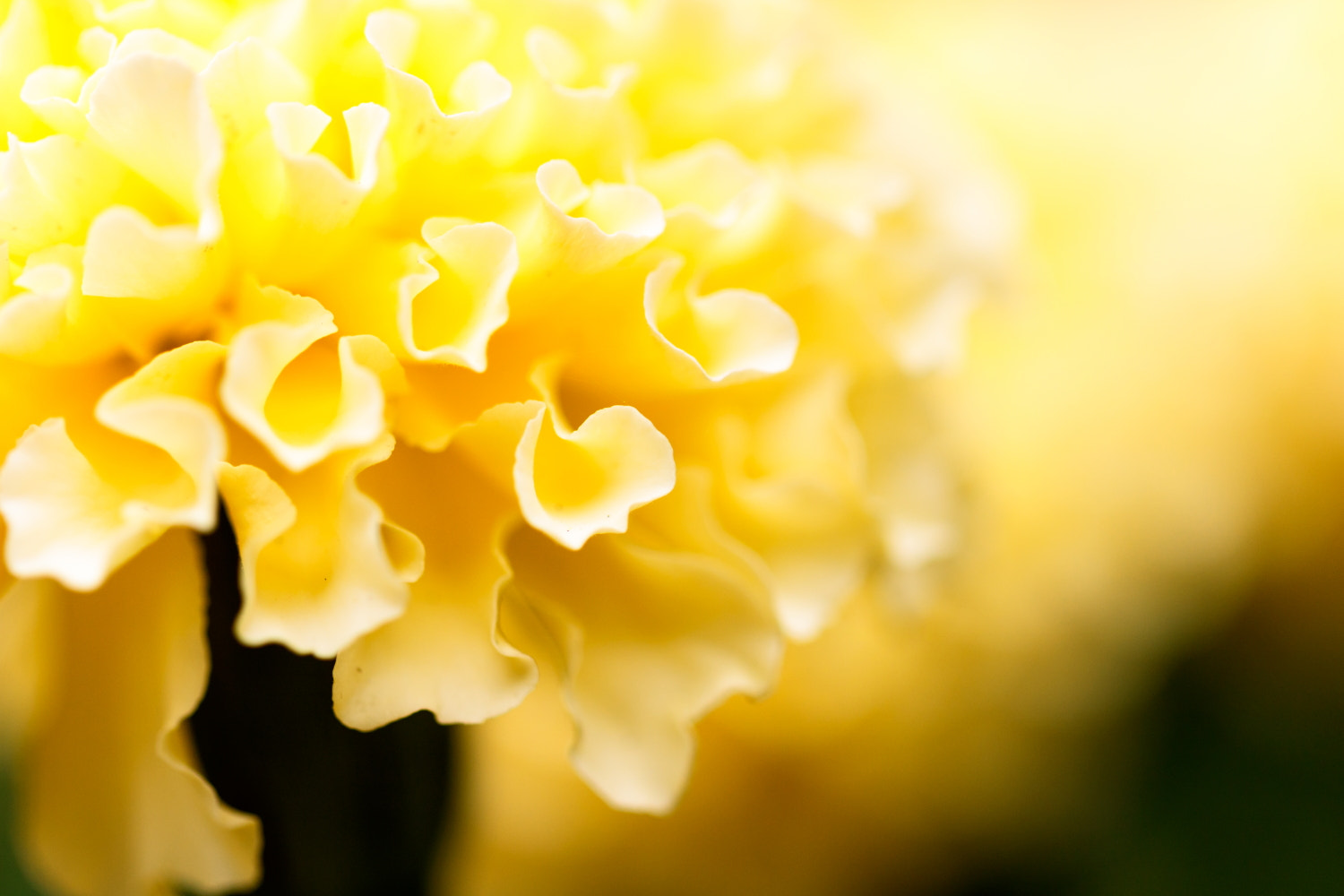 Canon EOS M3 + Canon EF 100mm F2.8L Macro IS USM sample photo. Marigold photography