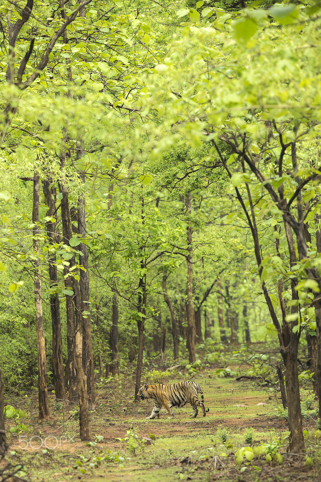 Canon EF 400mm F2.8L IS USM sample photo. Green canopy photography