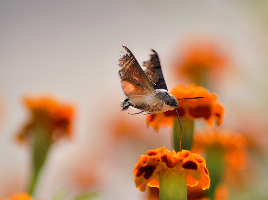 Nikon D5000 sample photo. Hawk photography