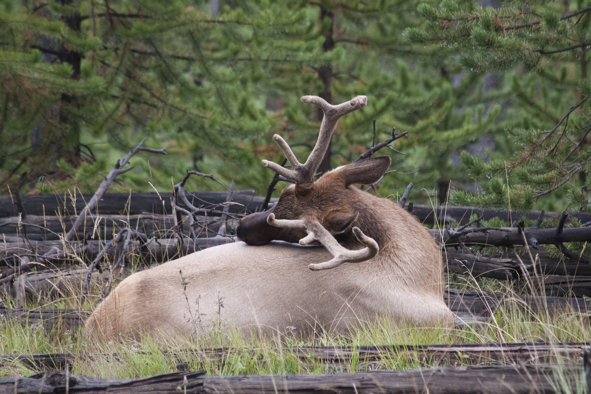Canon EF 70-300mm F4-5.6 IS USM sample photo. Deer in yellowstone photography