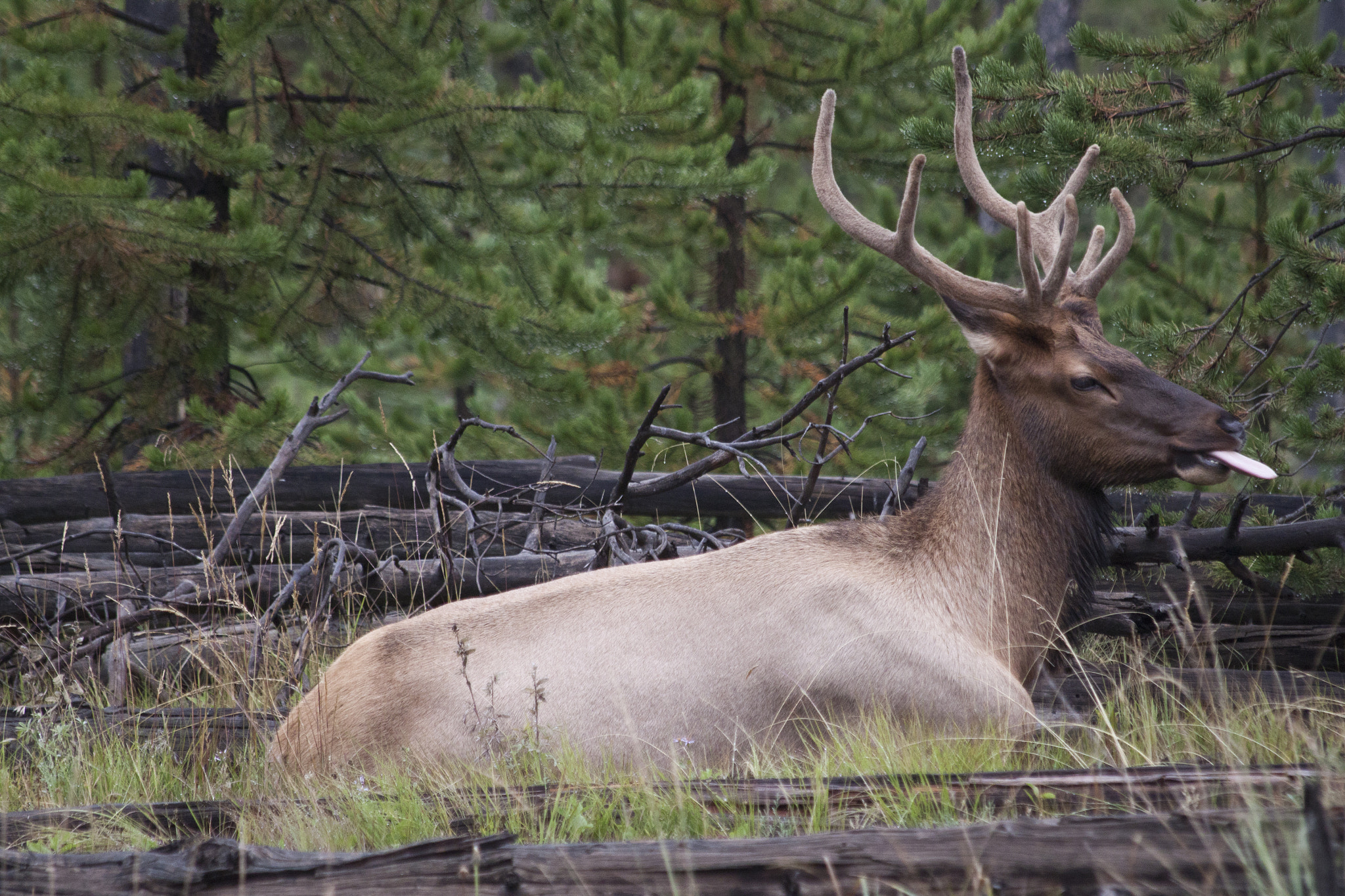 Canon EF 70-300mm F4-5.6 IS USM sample photo. Deer in yellowstone photography