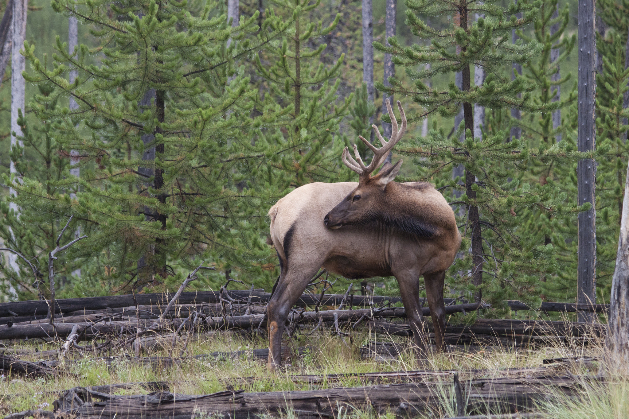 Canon EF 70-300mm F4-5.6 IS USM sample photo. Deer in yellowstone photography