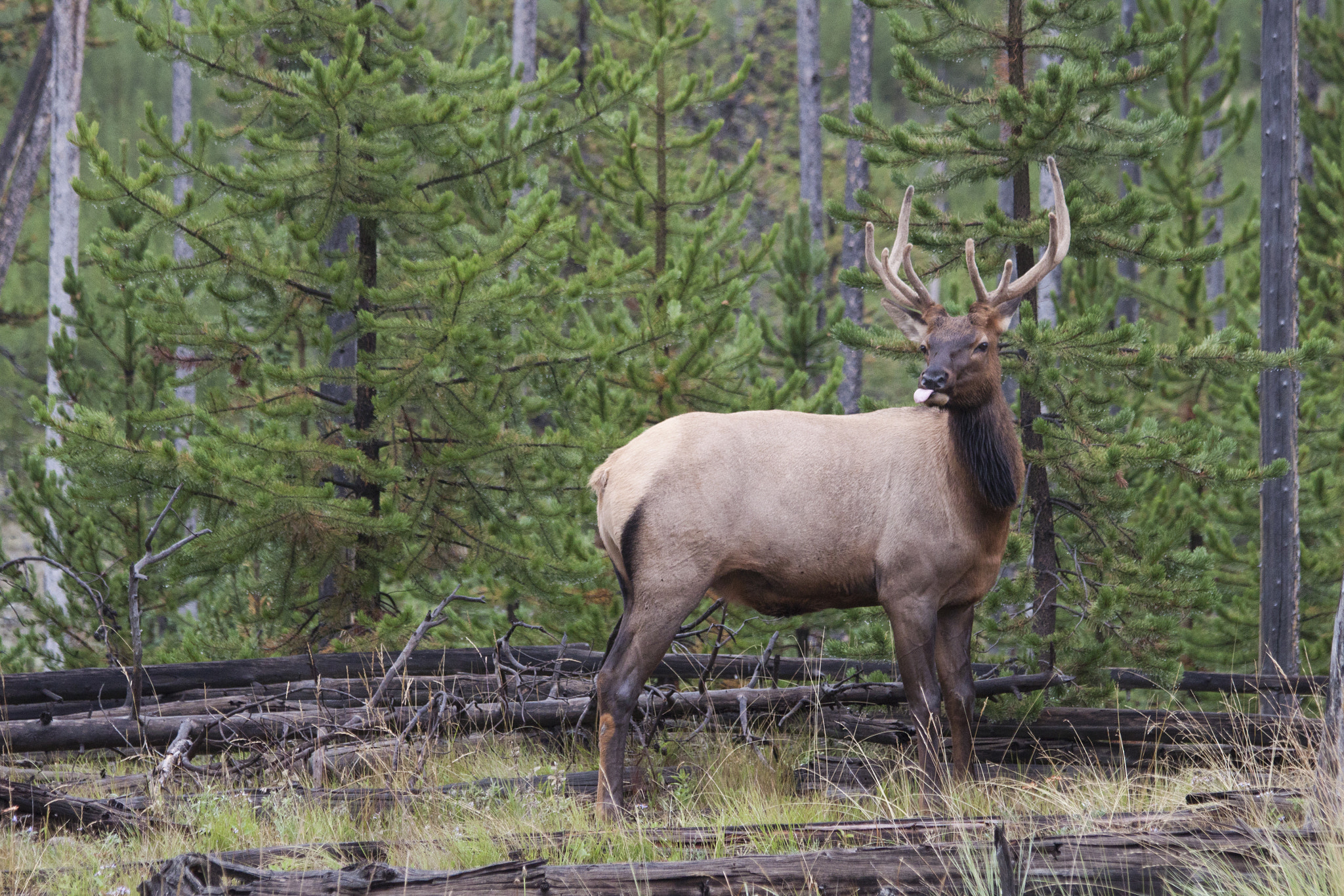 Canon EF 70-300mm F4-5.6 IS USM sample photo. Deer in yellowstone photography