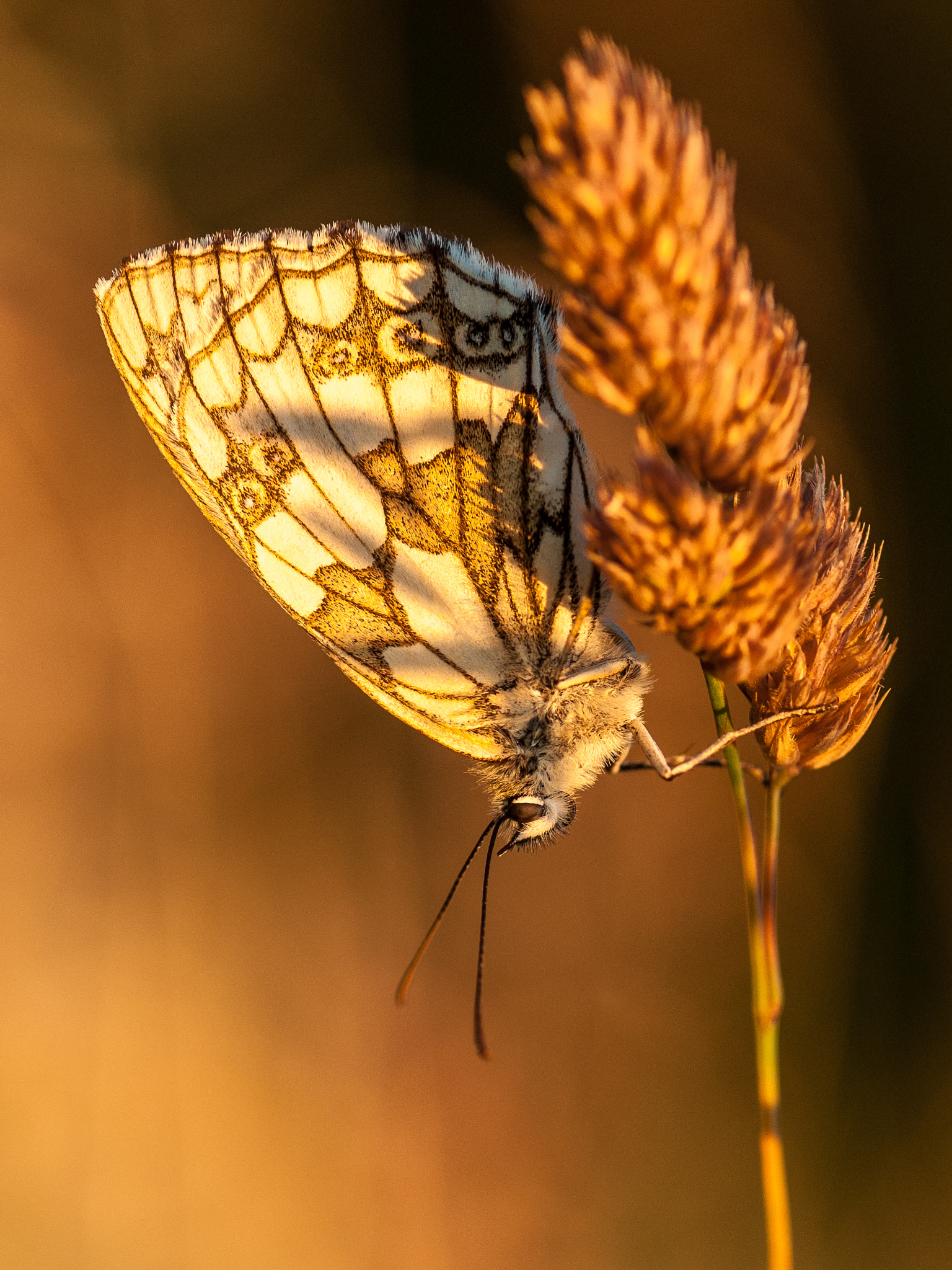 Nikon D300 sample photo. Marbled white photography