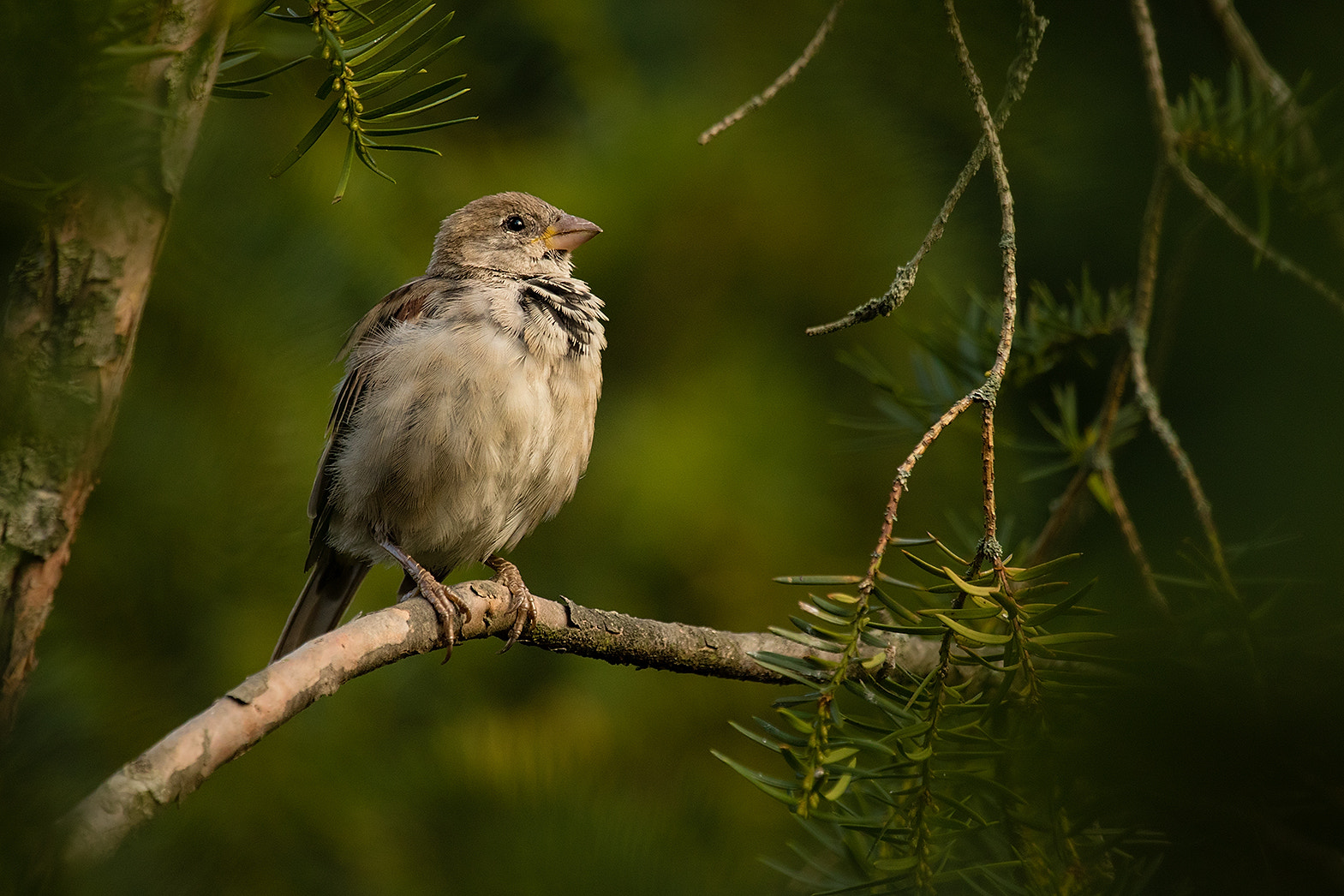 Canon EF 100-400mm F4.5-5.6L IS USM sample photo. Sparrow photography