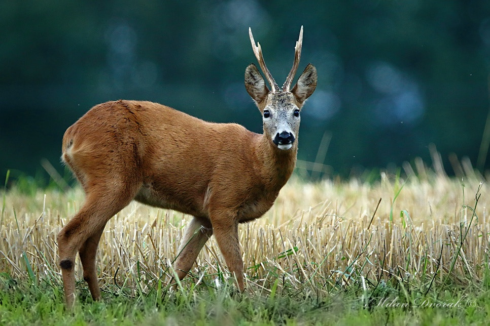 Canon EOS 7D Mark II + Canon EF 300mm F2.8L IS USM sample photo. Well i know about you photography