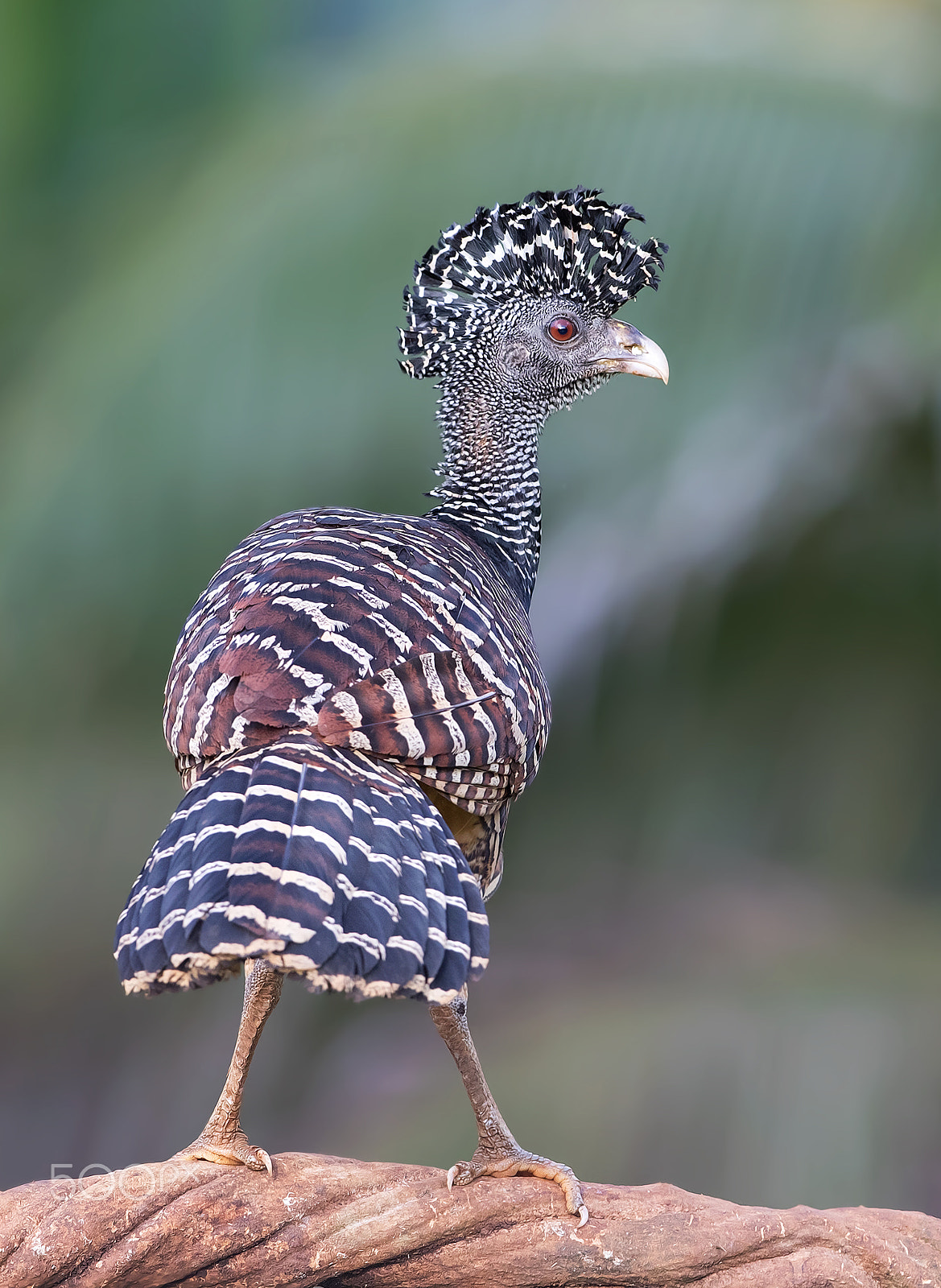 Canon EOS 7D Mark II + Canon EF 300mm F2.8L IS II USM sample photo. Great curassow (barred morph) photography