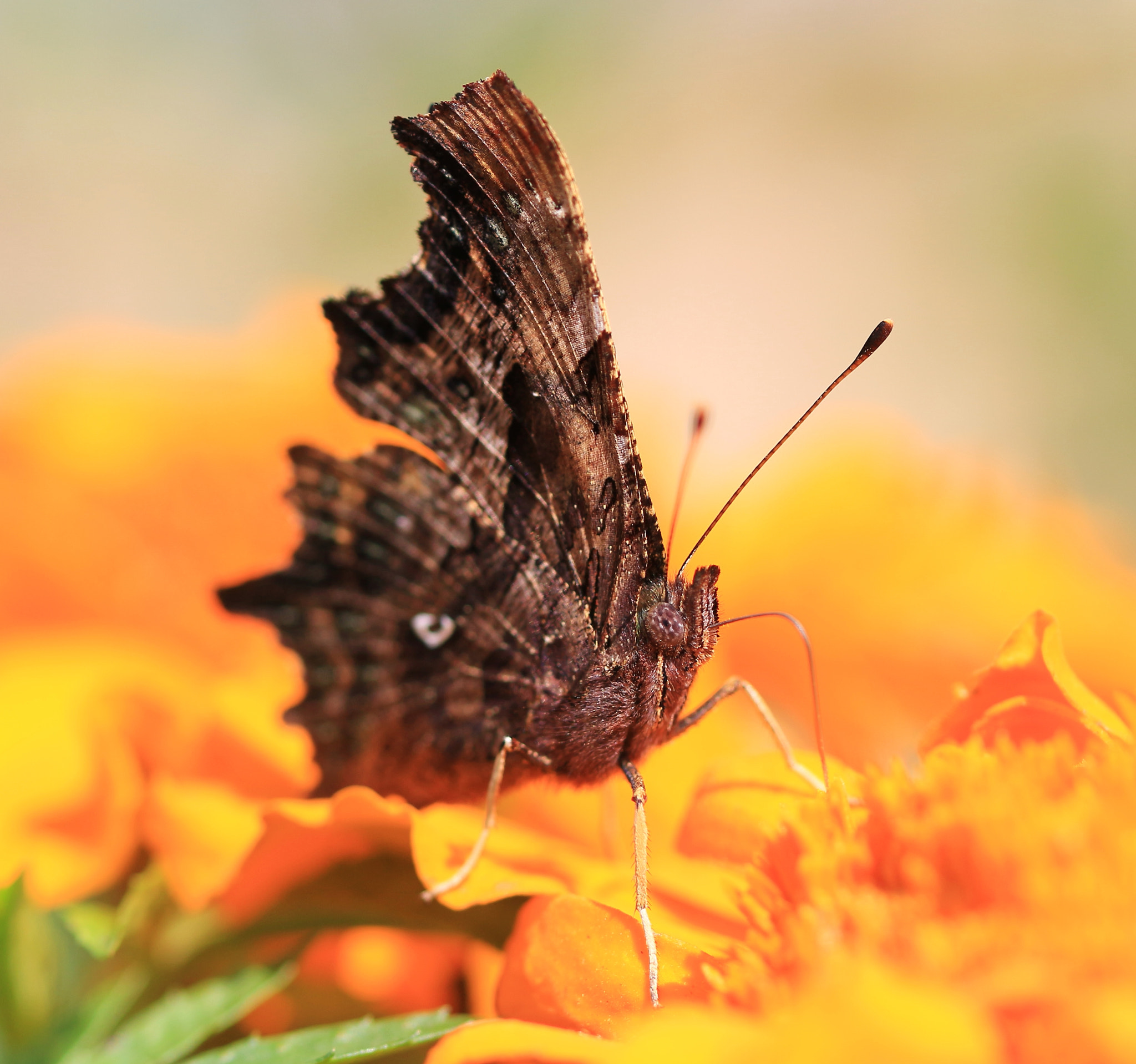 Canon EOS 700D (EOS Rebel T5i / EOS Kiss X7i) + Canon EF 100mm F2.8L Macro IS USM sample photo. Big butterfly photography