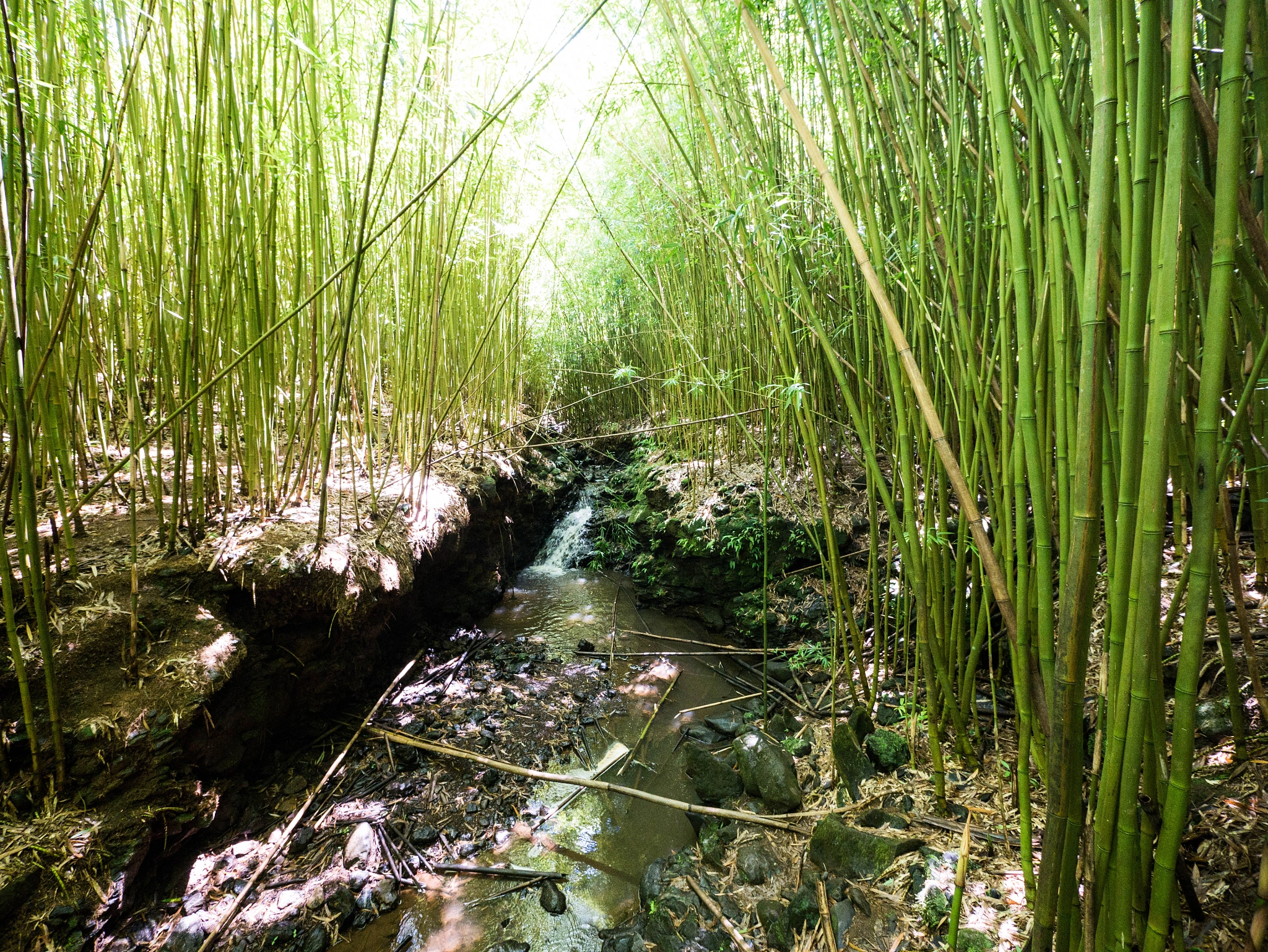 Panasonic Lumix DMC-G7 + Panasonic Lumix G Vario 7-14mm F4 ASPH sample photo. Bamboo forest photography