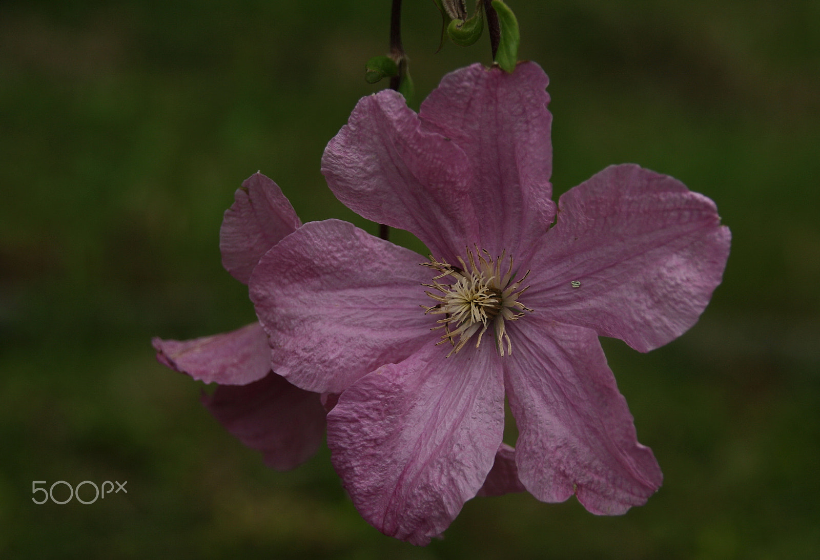 Canon EOS 1000D (EOS Digital Rebel XS / EOS Kiss F) sample photo. Pink clematis photography