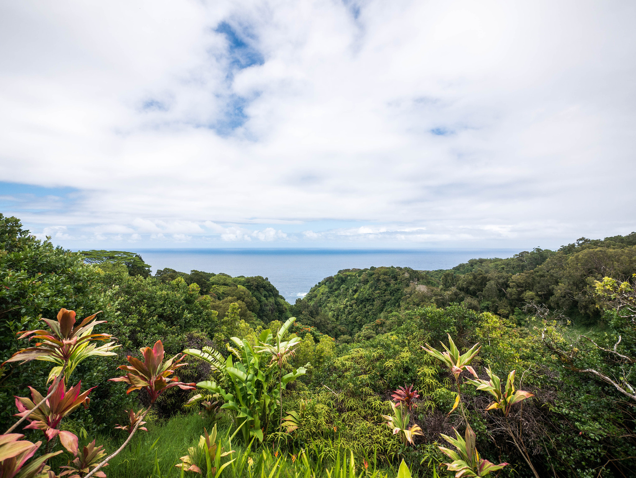 Panasonic Lumix DMC-G7 + Panasonic Lumix G Vario 7-14mm F4 ASPH sample photo. Garden of eden photography