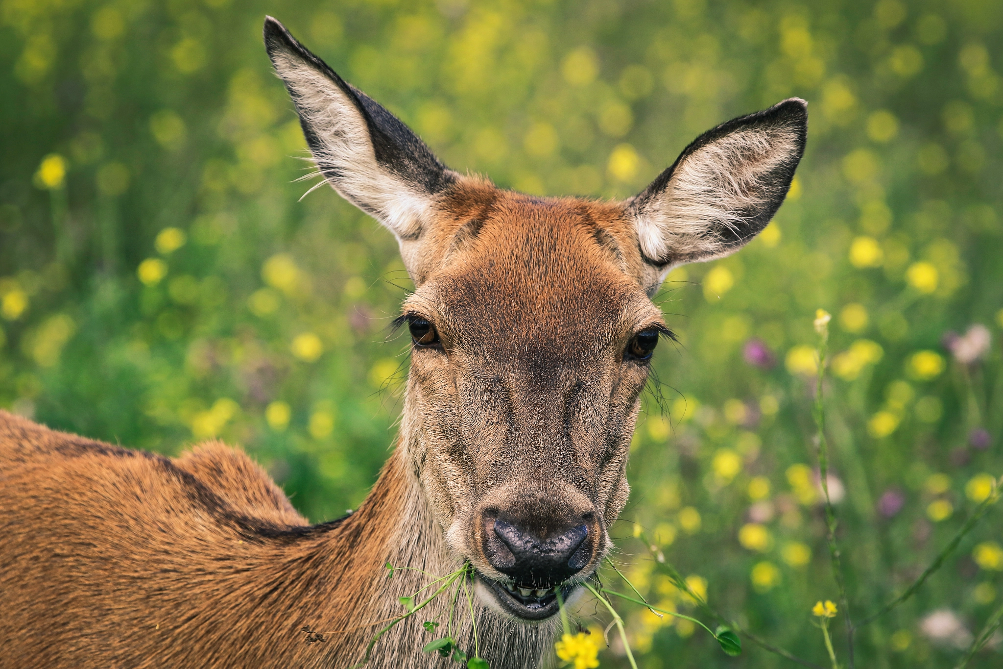 Canon EOS 7D Mark II + Canon EF 100-400mm F4.5-5.6L IS USM sample photo. Deer photography