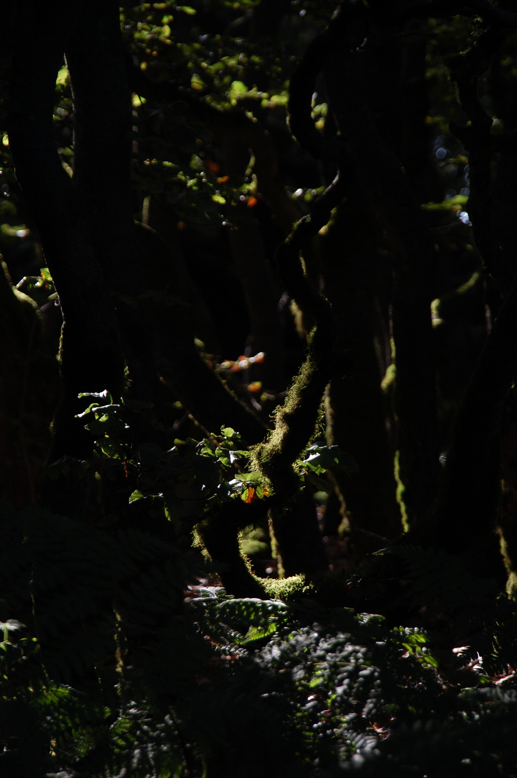 Nikon D40 + Sigma 18-200mm F3.5-6.3 DC sample photo. Morning in the forest photography