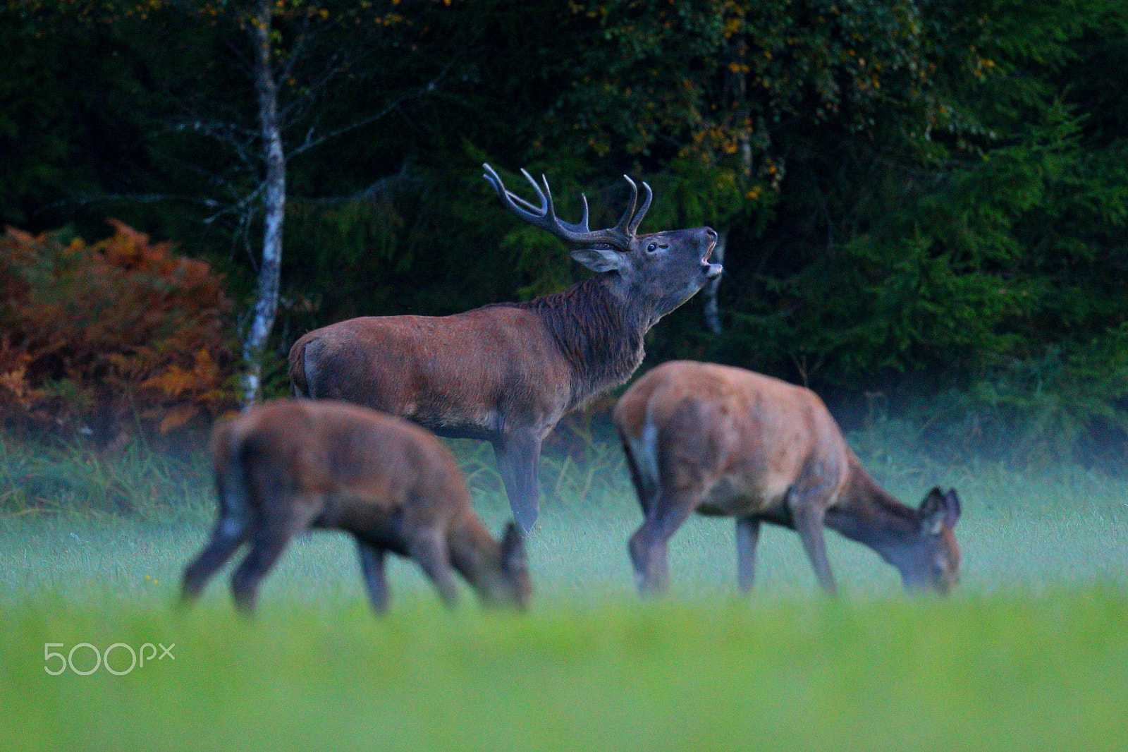 Canon EOS-1D Mark IV + Canon EF 400mm F2.8L IS USM sample photo. Red deer looking for love photography