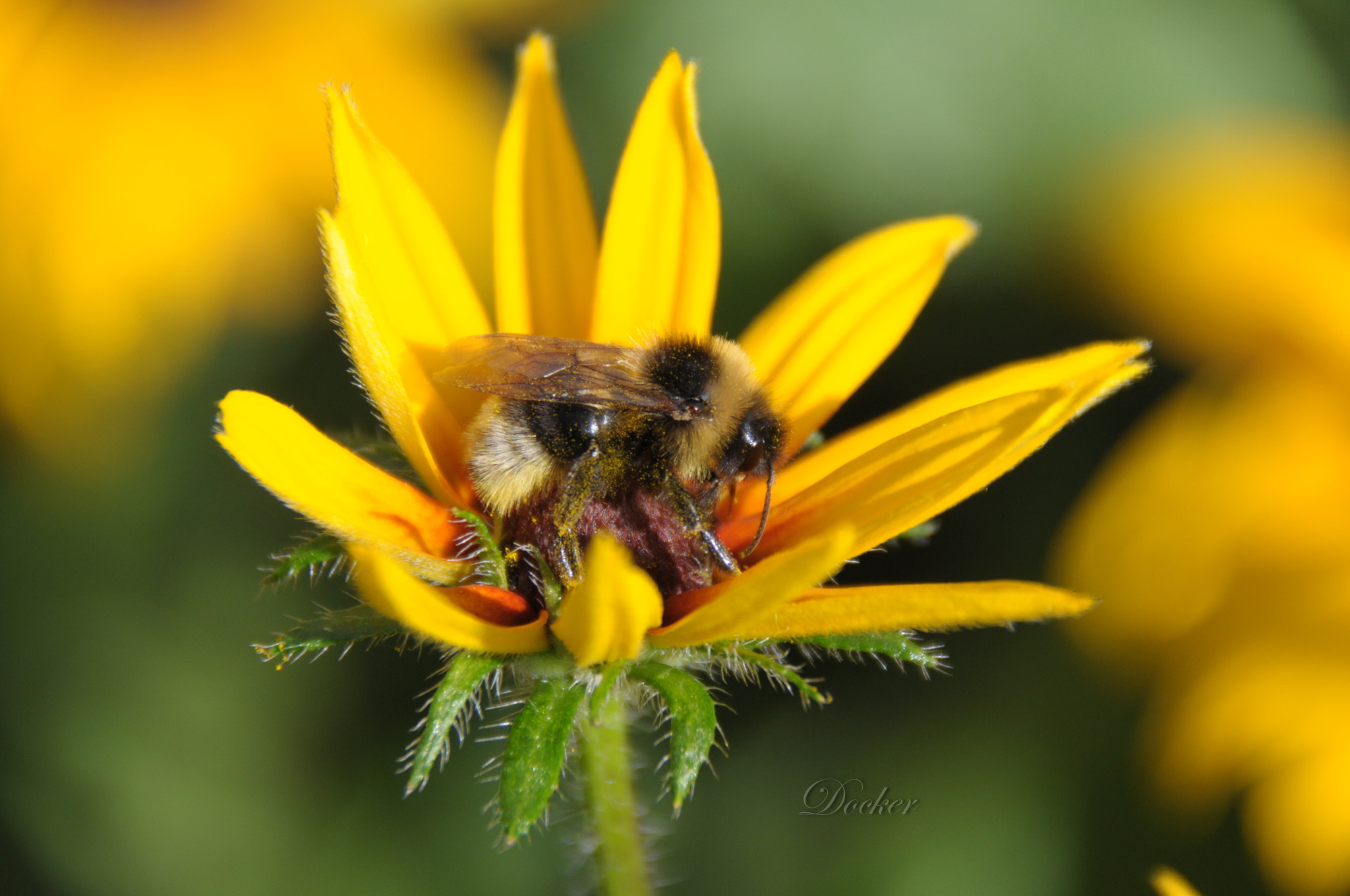 Nikon D5000 sample photo. Шмель photography