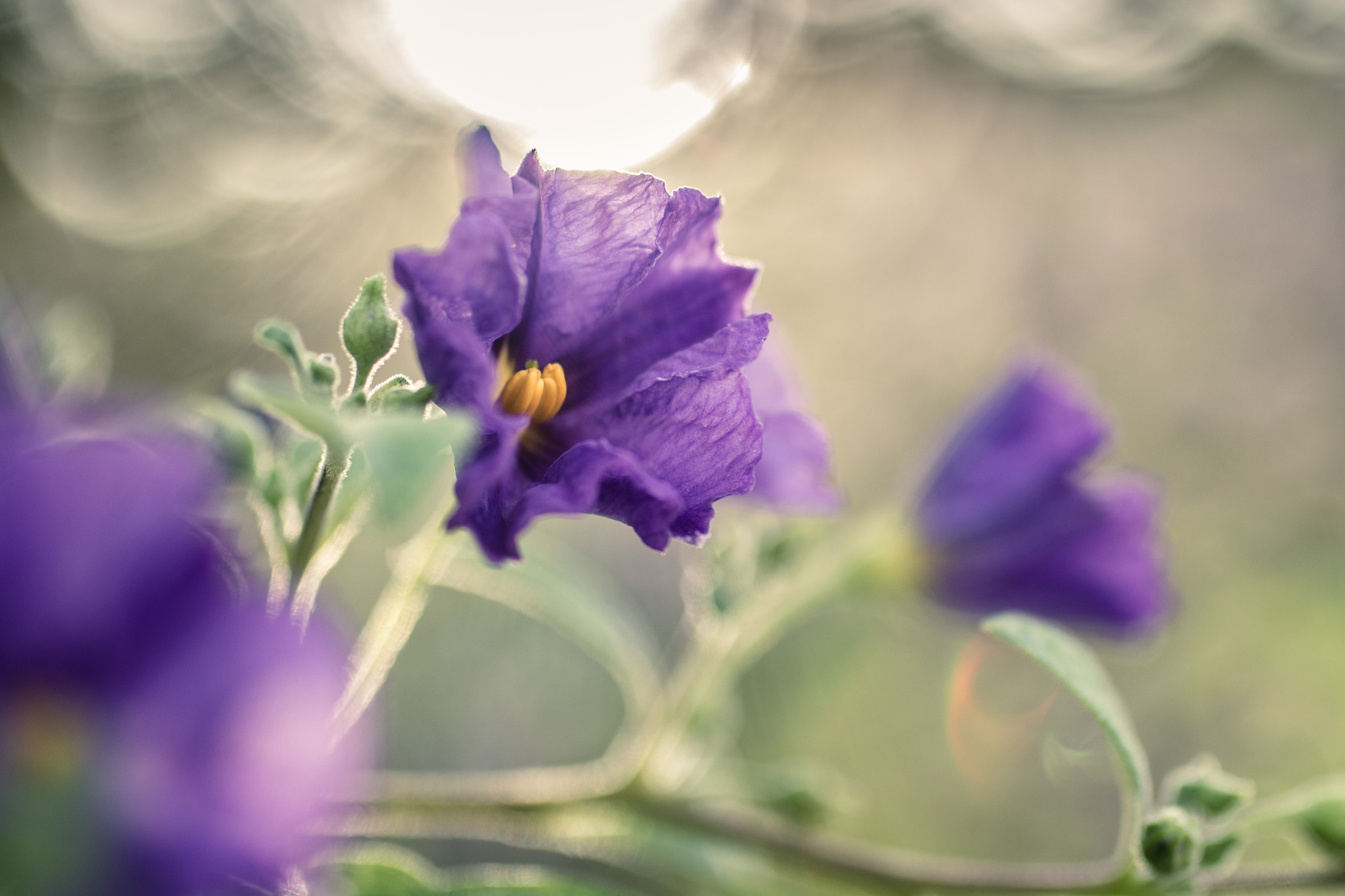 Sigma 50mm F2.8 EX DG Macro sample photo. (34/56/16) back light flowers photography