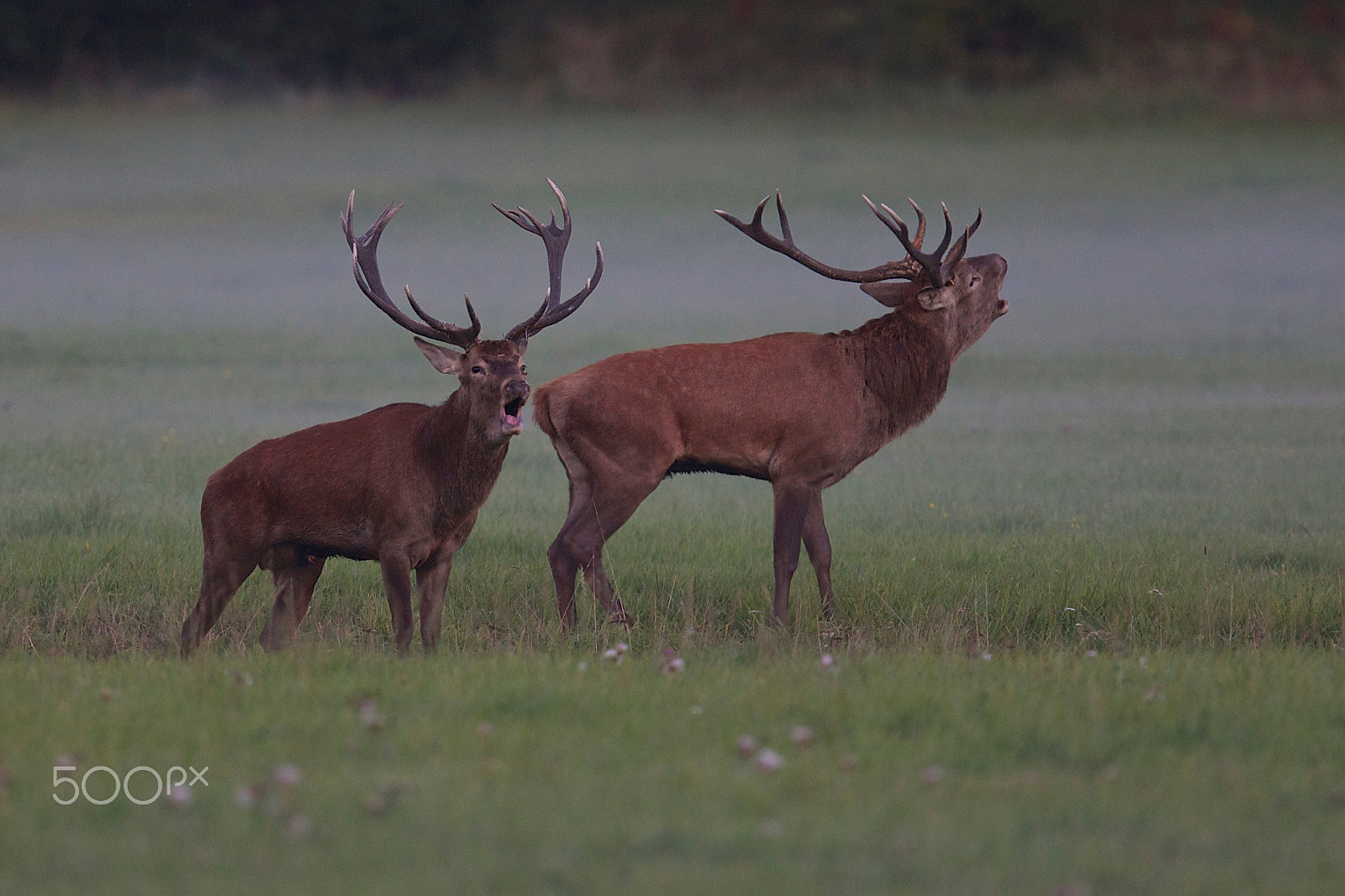 Canon EOS-1D X + Canon EF 400mm F2.8L IS USM sample photo. Red deer in mating photography