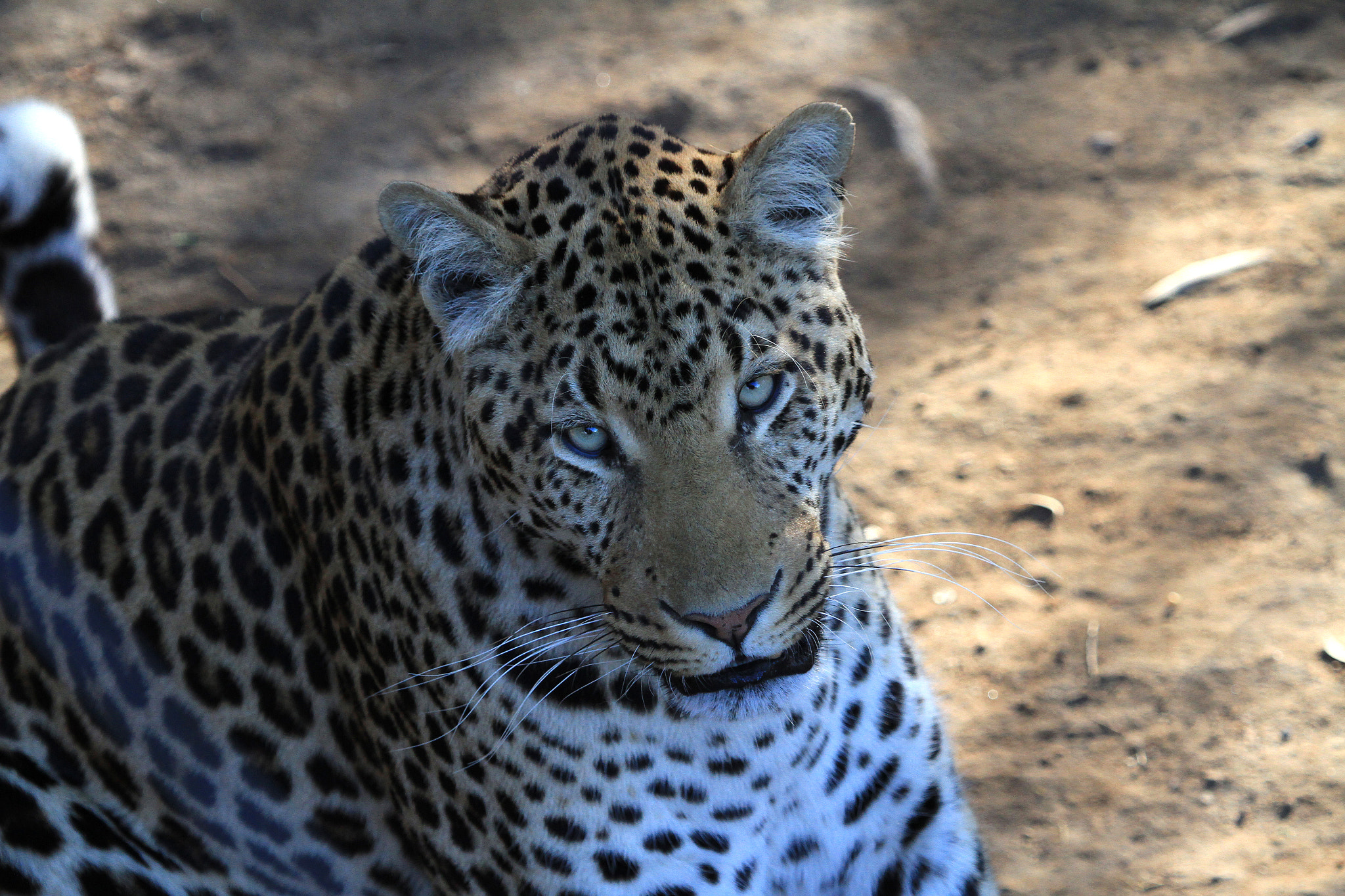 Canon EOS 7D + Canon EF 100-400mm F4.5-5.6L IS USM sample photo. Leopard photography
